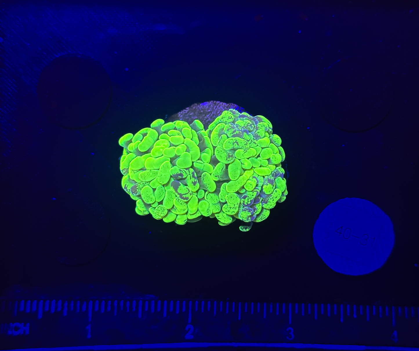 WYSIWYG Splatter Hammer Branching 1 Head