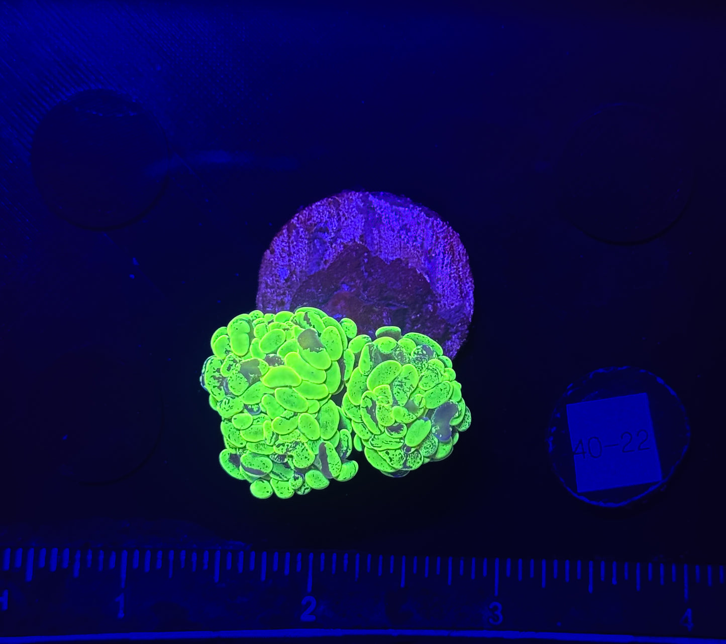 WYSIWYG Splatter Hammer Branching 1 Head