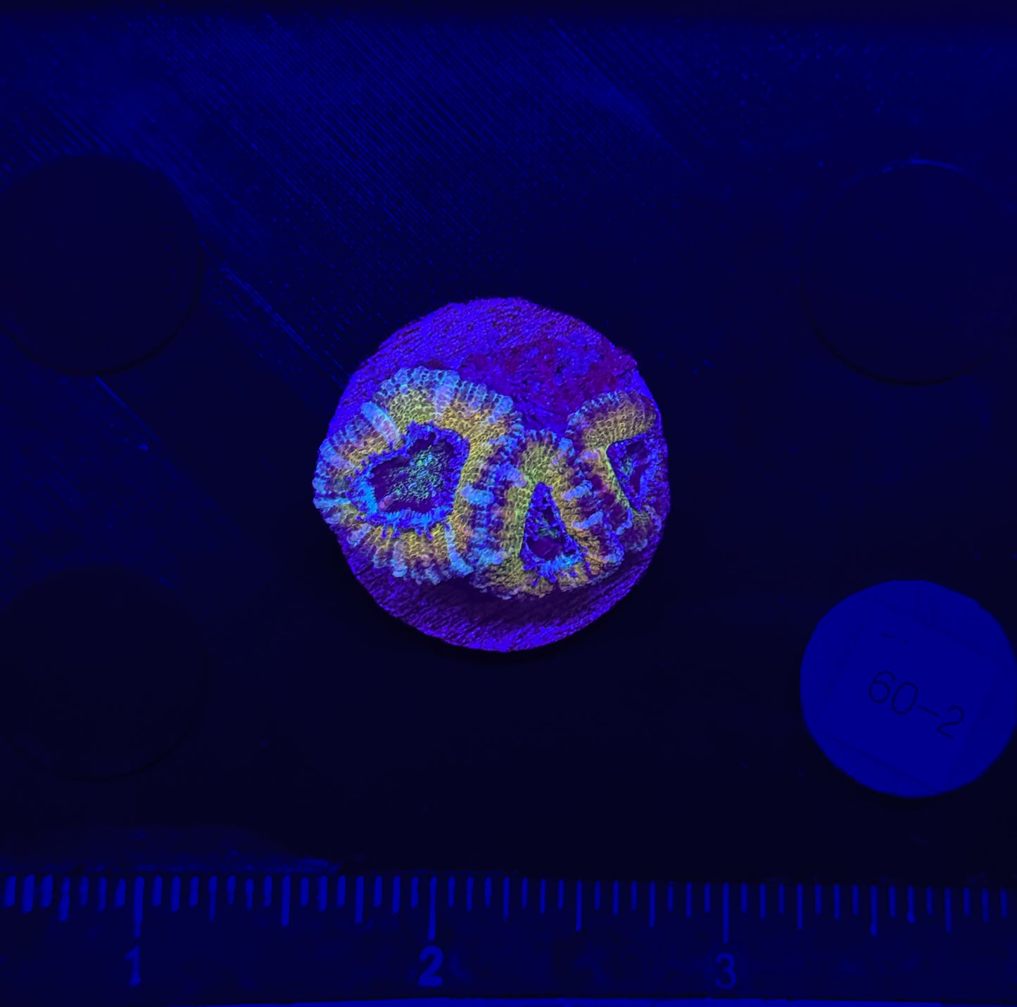 WYSIWYG Rainbow Acan Lord Live Coral Frag Vibrant LPS for Reef Aquarium