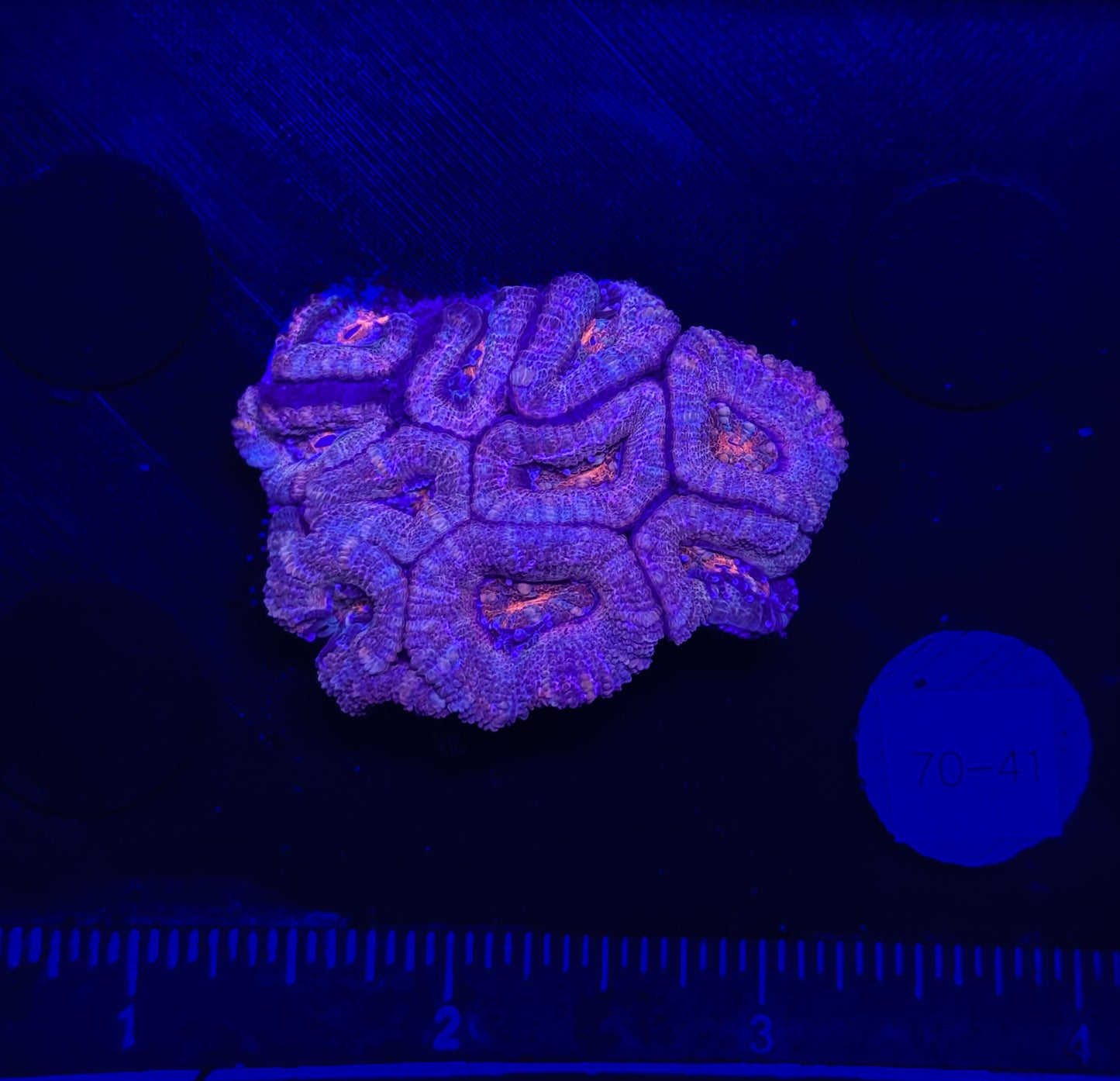 WYSIWYG Red Acan Lord Live Coral Frag SPS LPS for Reef Aquarium Tank