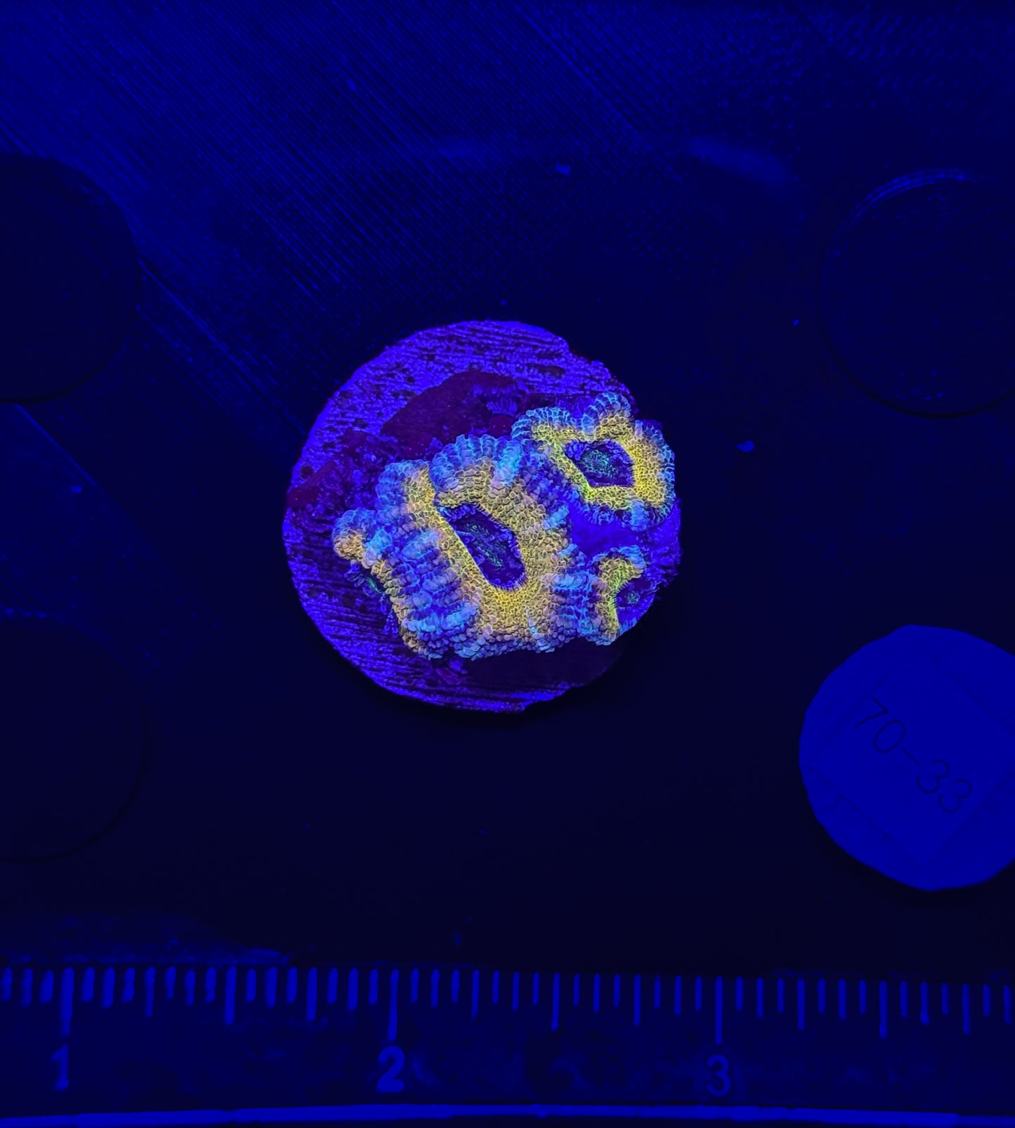 WYSIWYG Rainbow Acan Lord Live Coral Frag Vibrant LPS for Reef Aquarium