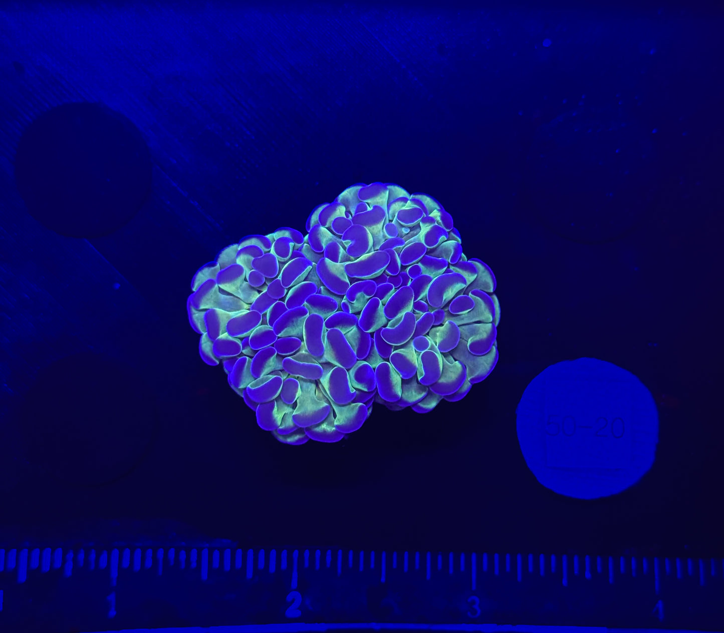 WYSIWYG Bicolor Branching Hammer Coral – Live LPS Euphyllia for Reef Tank