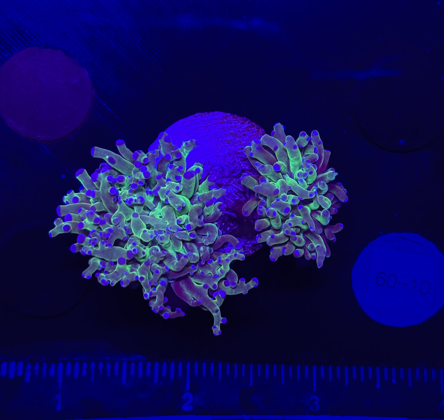 WYSIWYG Bicolor Frogspawn Live LPS Frag Coral Saltwater Reef Aquarium