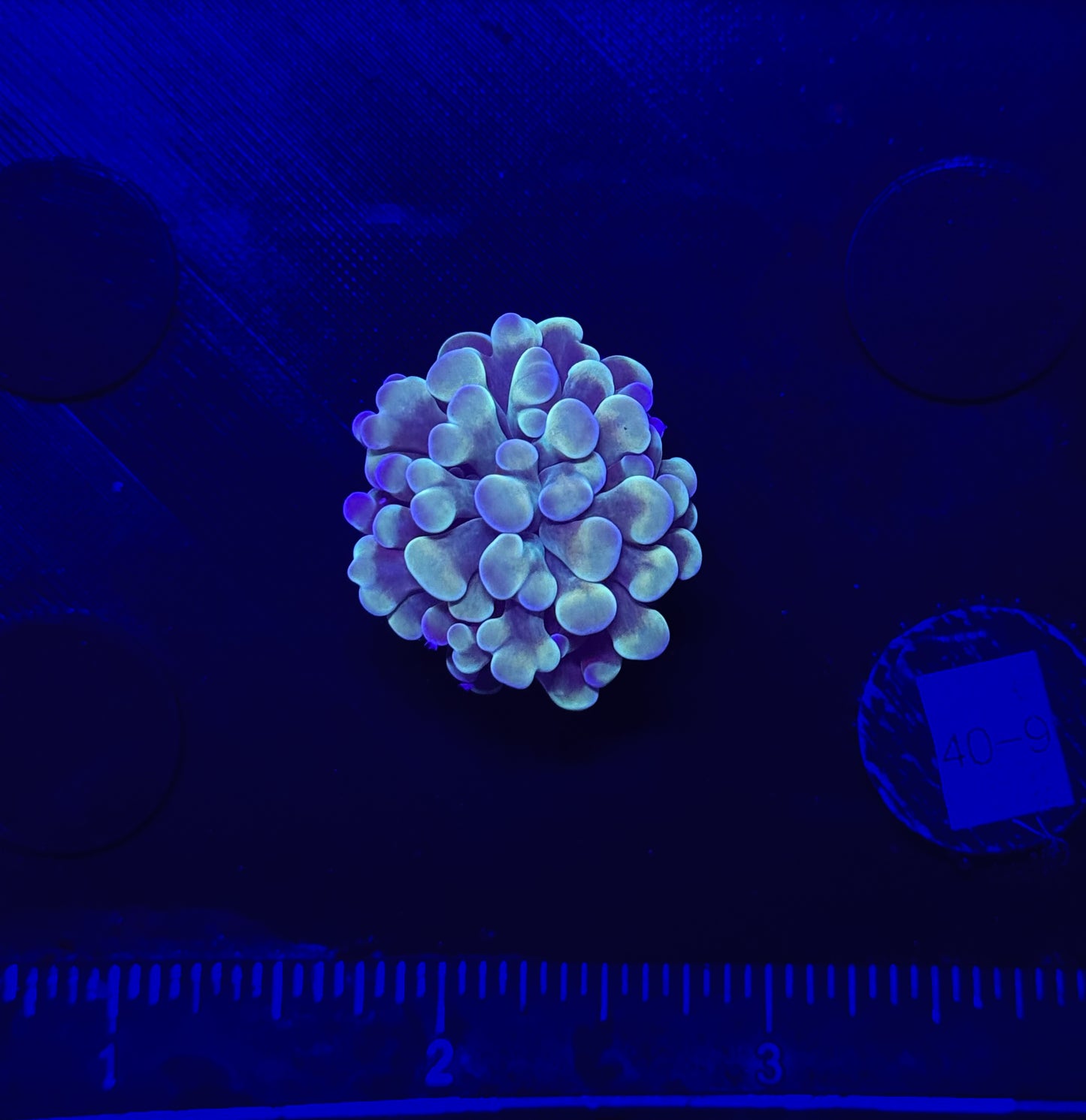 WYSIWYG Gold Branching Hammer Coral – Live LPS Euphyllia for Reef Tank