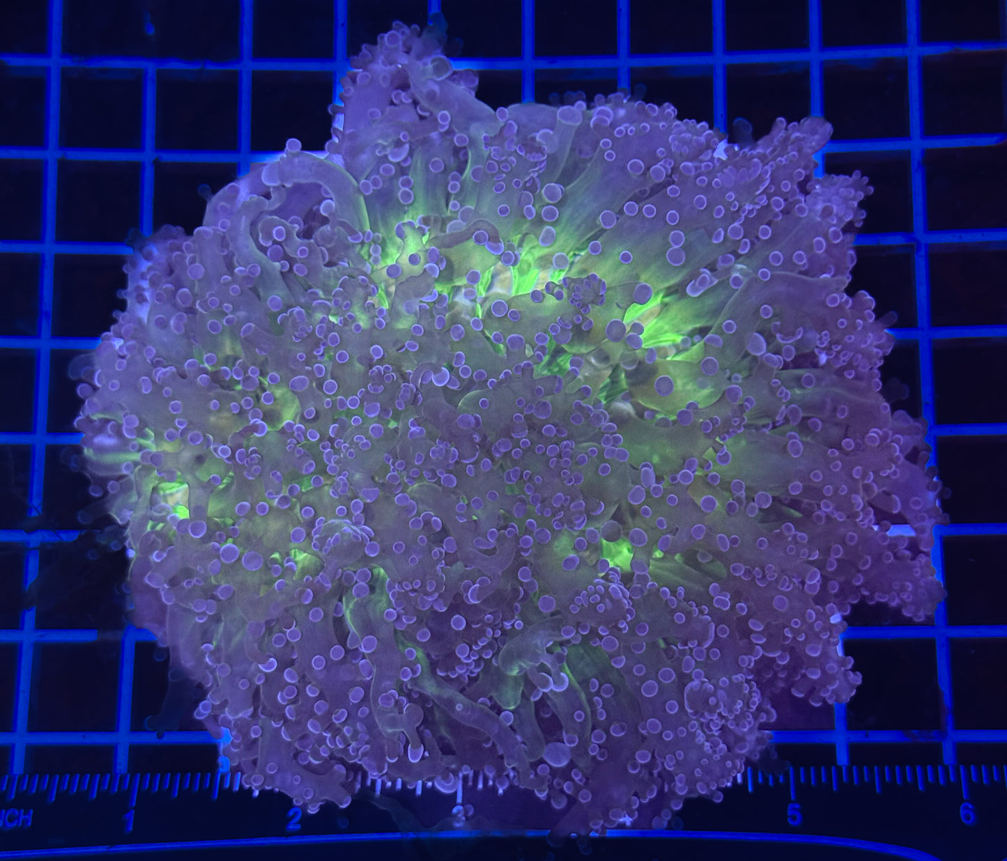WYSIWYG Large Rainbow Frogspawn Wall Coral β Live LPS Euphyllia Aquarium