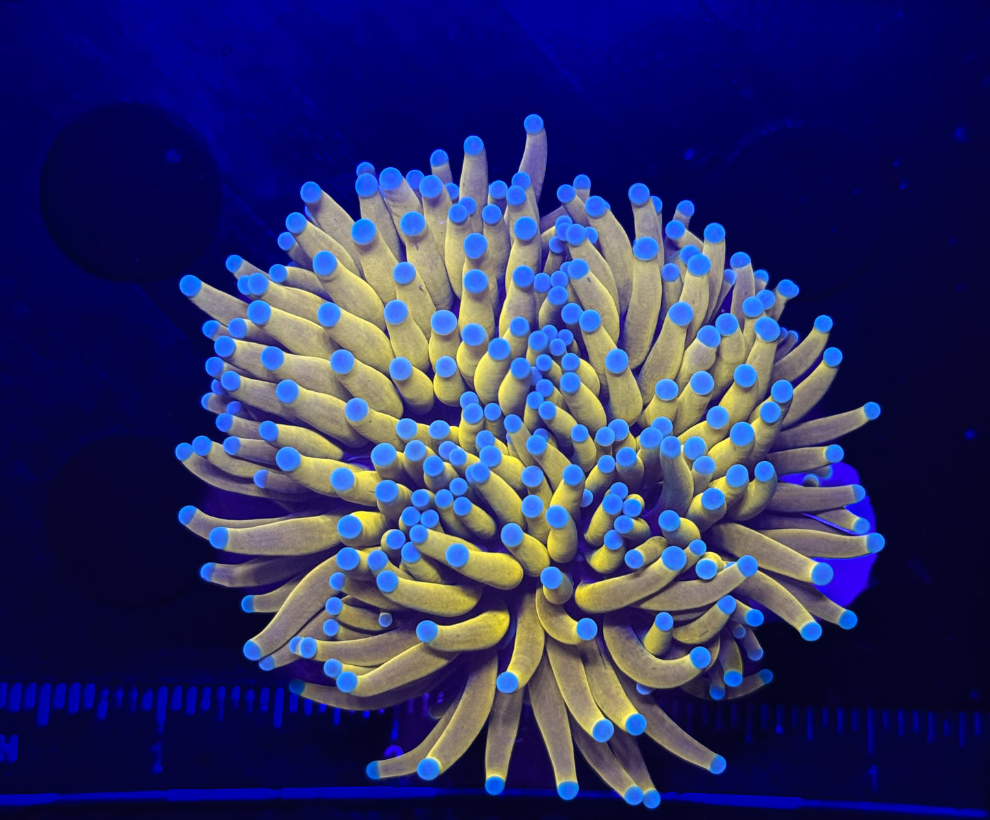 WYSIWYG Banana Torch Live Coral โ LPS Frag Reef Tank