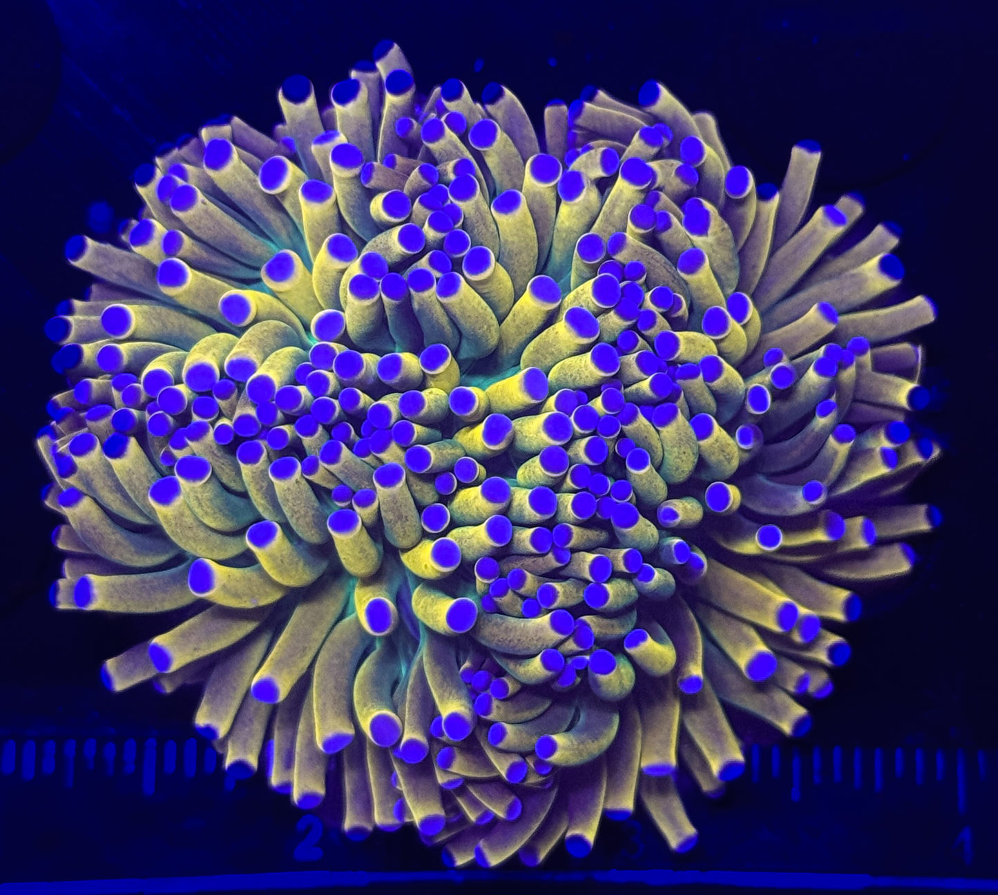 WYSIWYG Banana Holy Grail Torch Live Coral โ Frag Euphyllia LPS for Reef