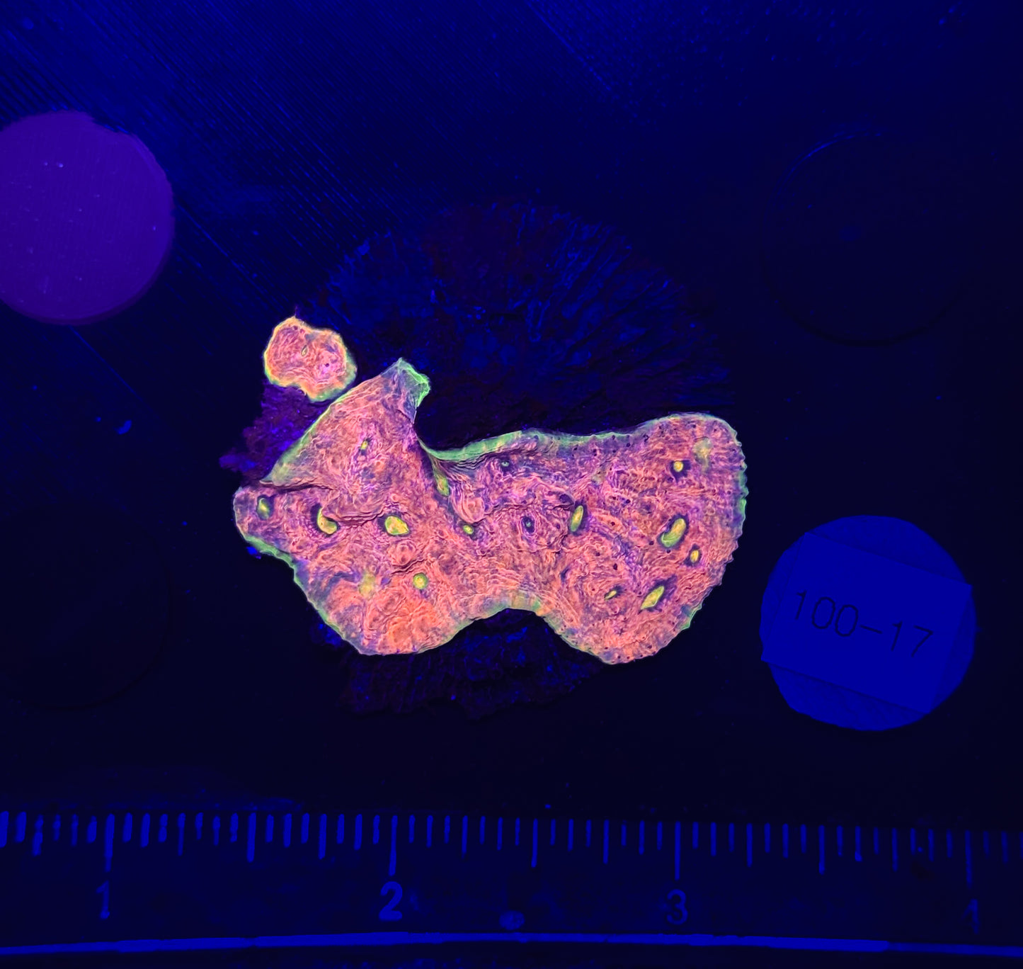 WYSIWYG Ultra Rainbow Chalice Live Coral – Vibrant LPS for Reef Aquarium
