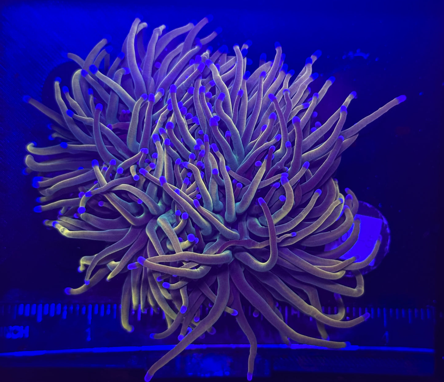 WYSIWYG Dragon Tamer Torch Live Coral โ LPS Frag with Pink and Blue Tips