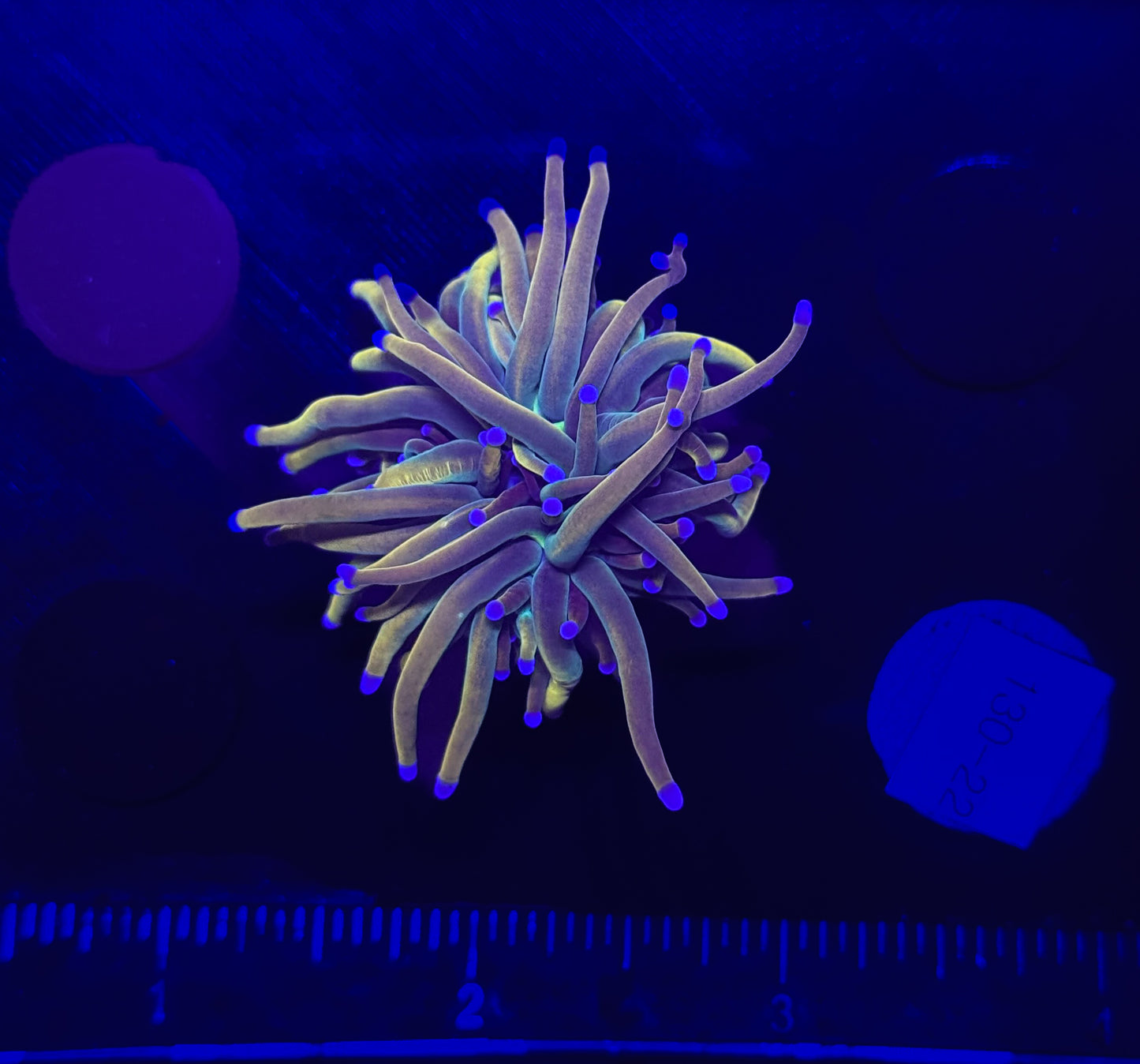 WYSIWYG Dragon Tamer Torch Live Coral โ LPS Frag with Pink and Blue Tips