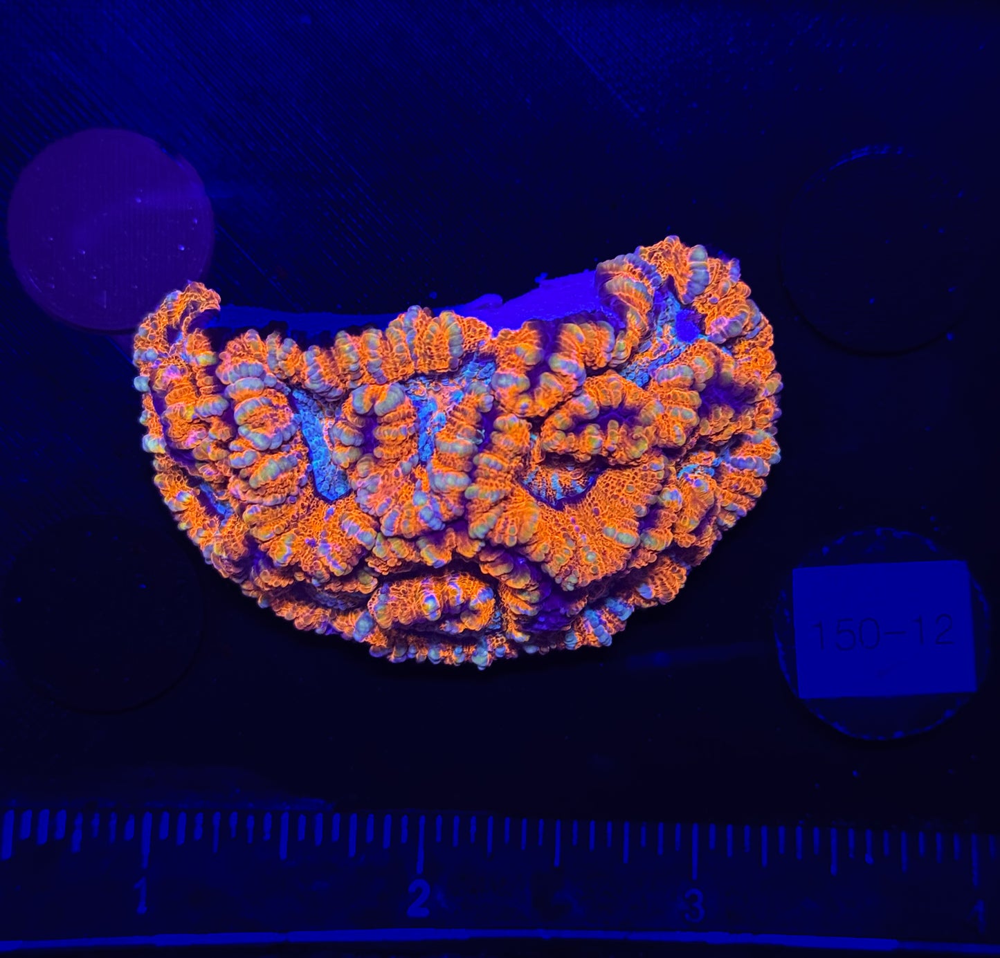 WYSIWYG Rainbow Wilsoni – Live LPS Coral for Reef Aquarium