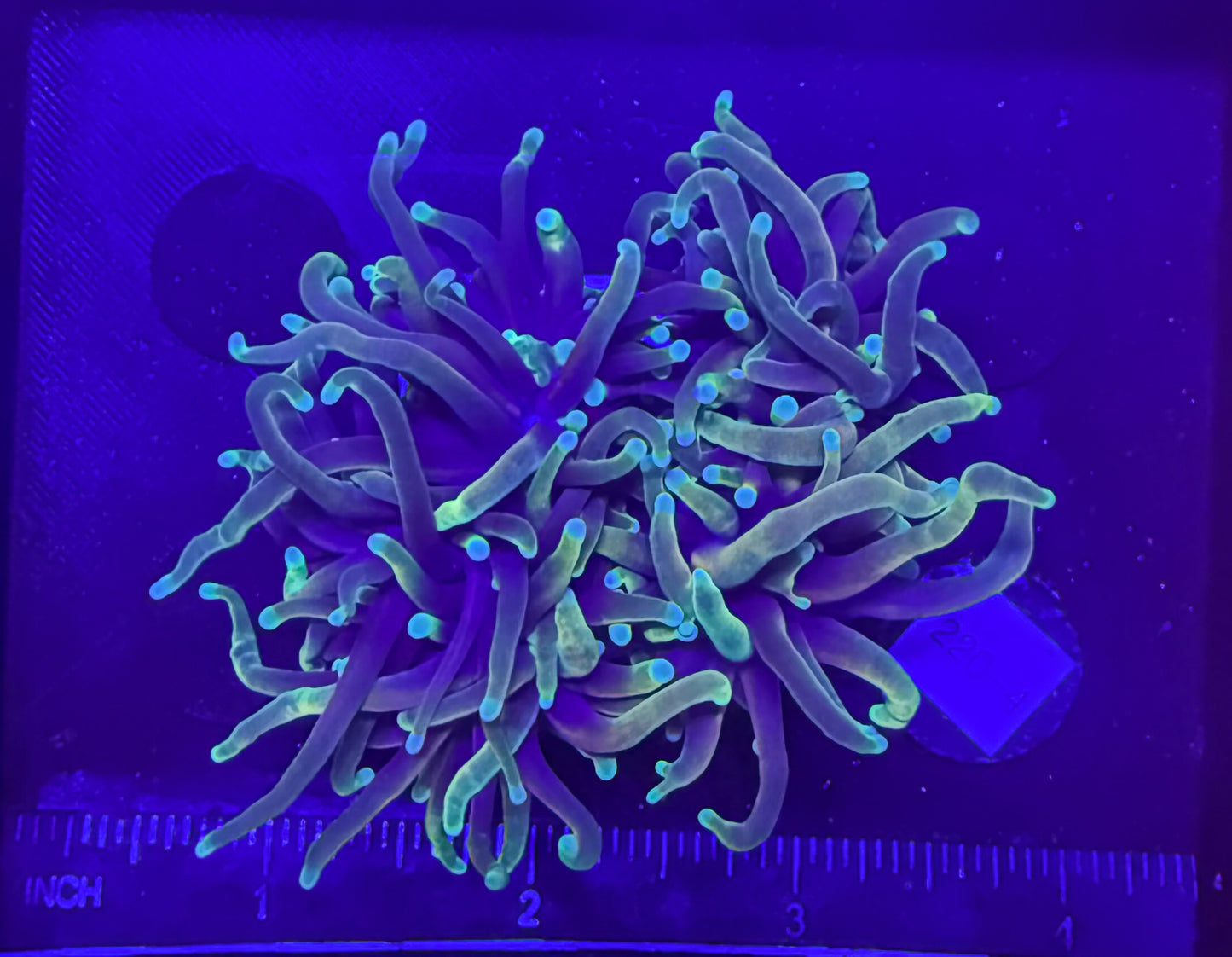WYSIWYG Indo Hellfire Torch Live Coral โ Frag Euphyllia LPS for Reef Aquarium