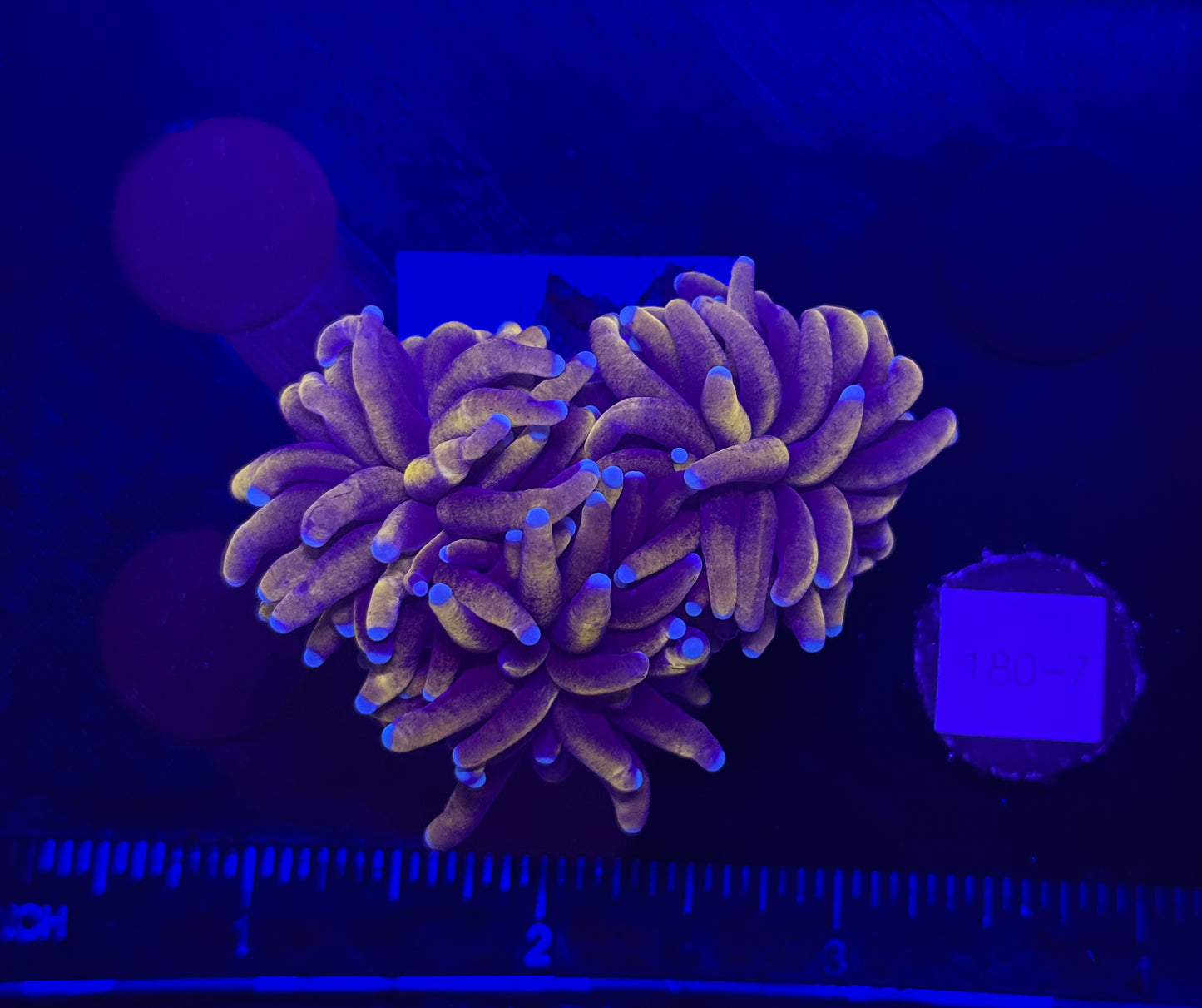 WYSIWYG 24K Torch Live Coral โ Frag Euphyllia LPS for Reef Aquarium