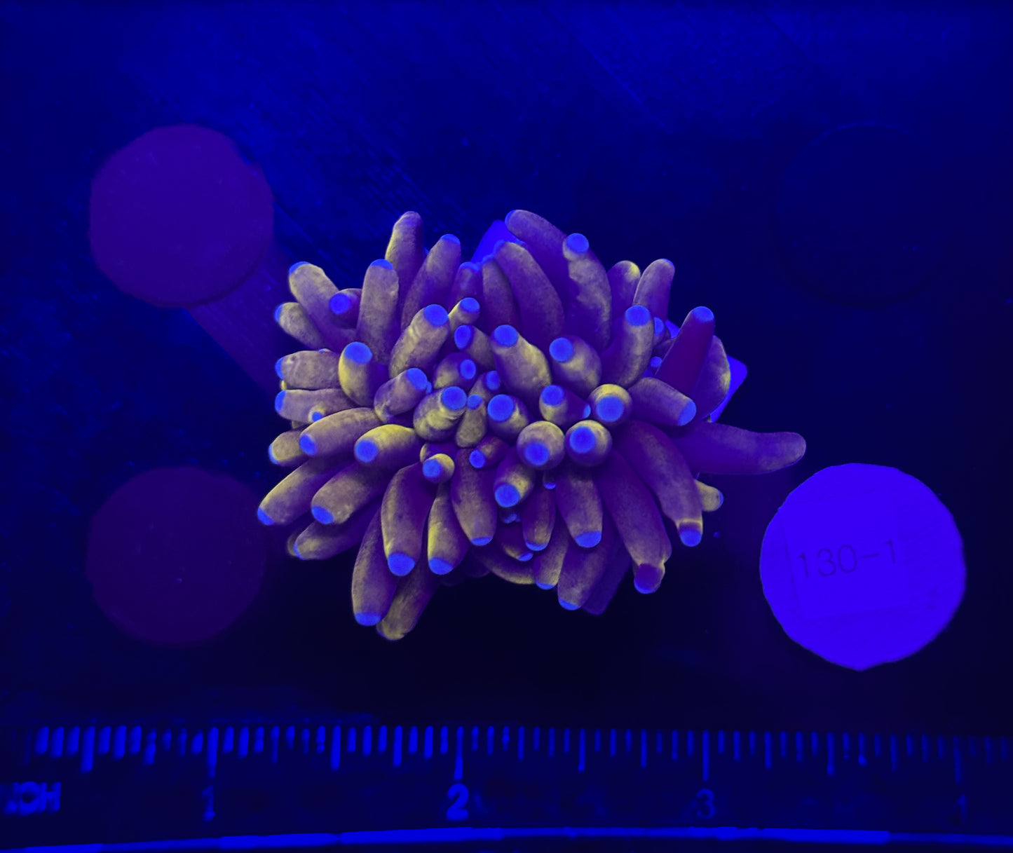 WYSIWYG 24K Torch Live Coral โ Frag Euphyllia LPS for Reef Aquarium