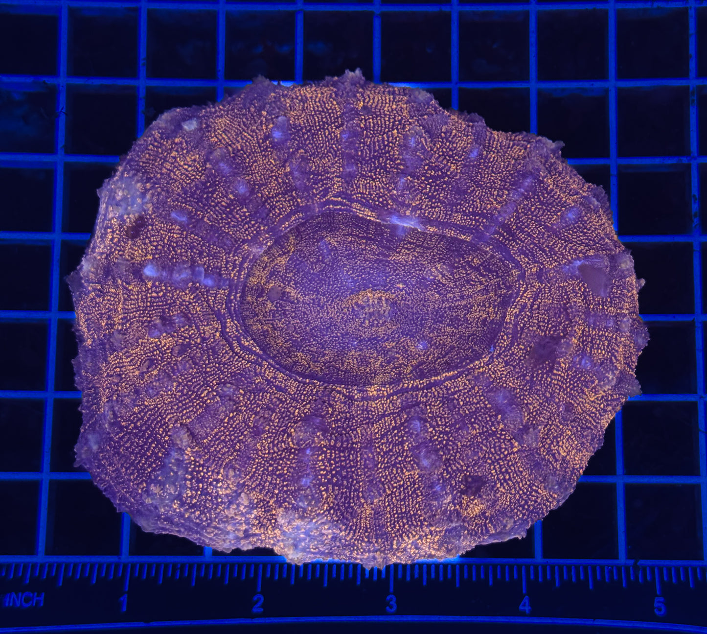 WYSIWYG Red Acanthophyllia Meat Coral Live LPS Reef Aquarium Showpiece