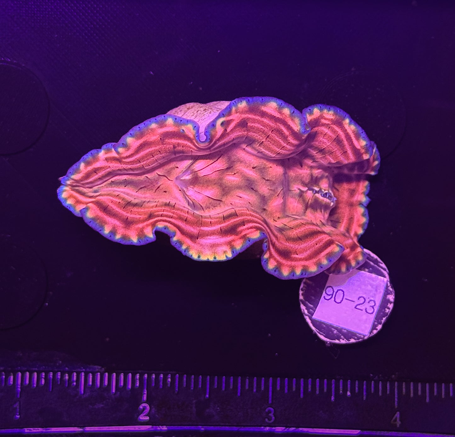 WYSIWYG Derasa Clam Tridacna Live Saltwater Reef Coral