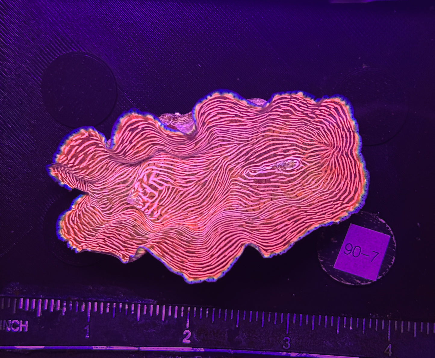 WYSIWYG Derasa Clam Tridacna Live Saltwater Reef Coral
