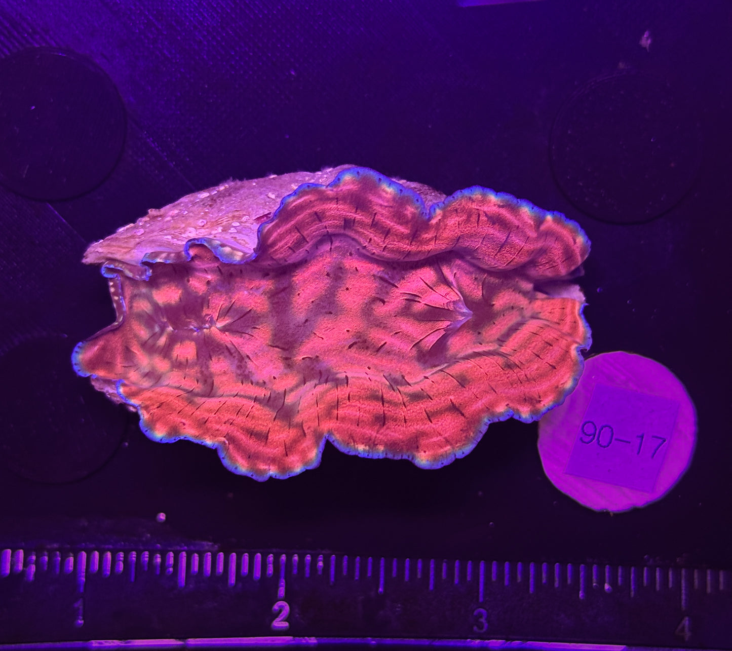 WYSIWYG Derasa Clam Tridacna Live Saltwater Reef Coral