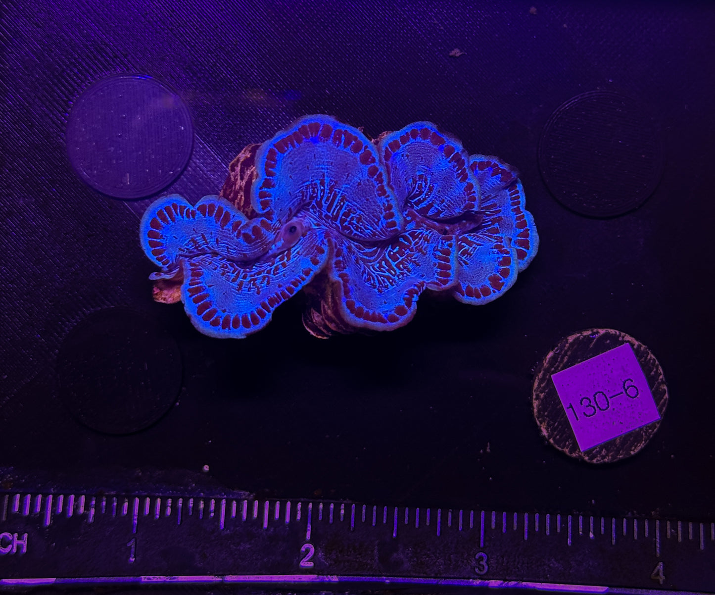 WYSIWYG Blue Tridacna Maxima Clam β Live Saltwater Clam for Reef Tanks