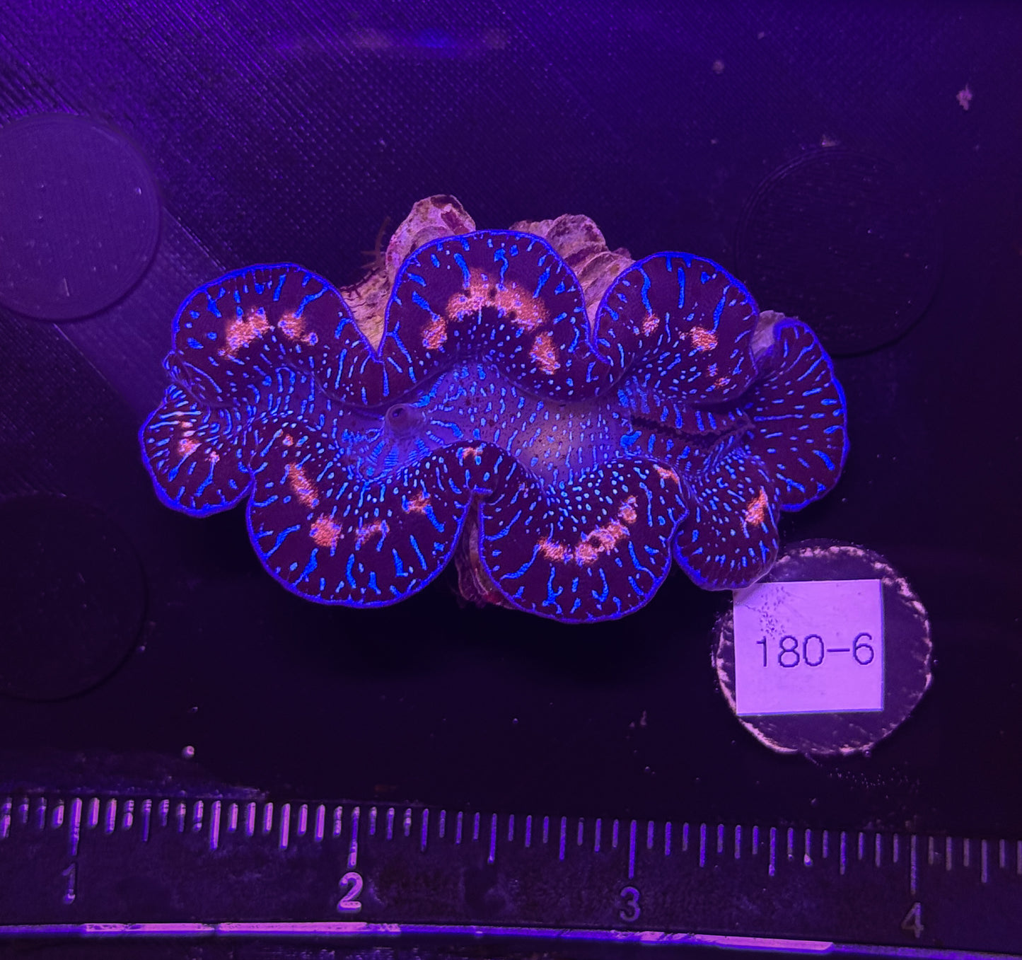 WYSIWYG Ultra Color Tridacna Maxima Clam β Live Saltwater Clam for Reef Tanks