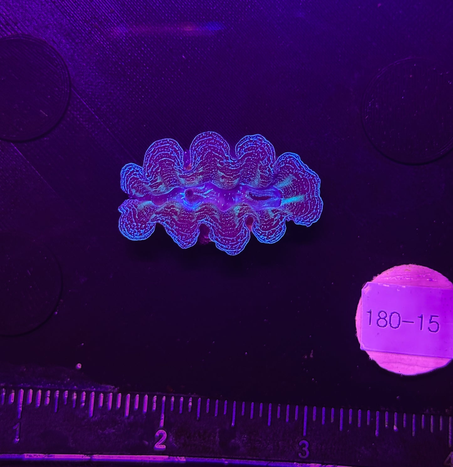 WYSIWYG Blue Tridacna Crocea Clam Live Saltwater Reef Coral