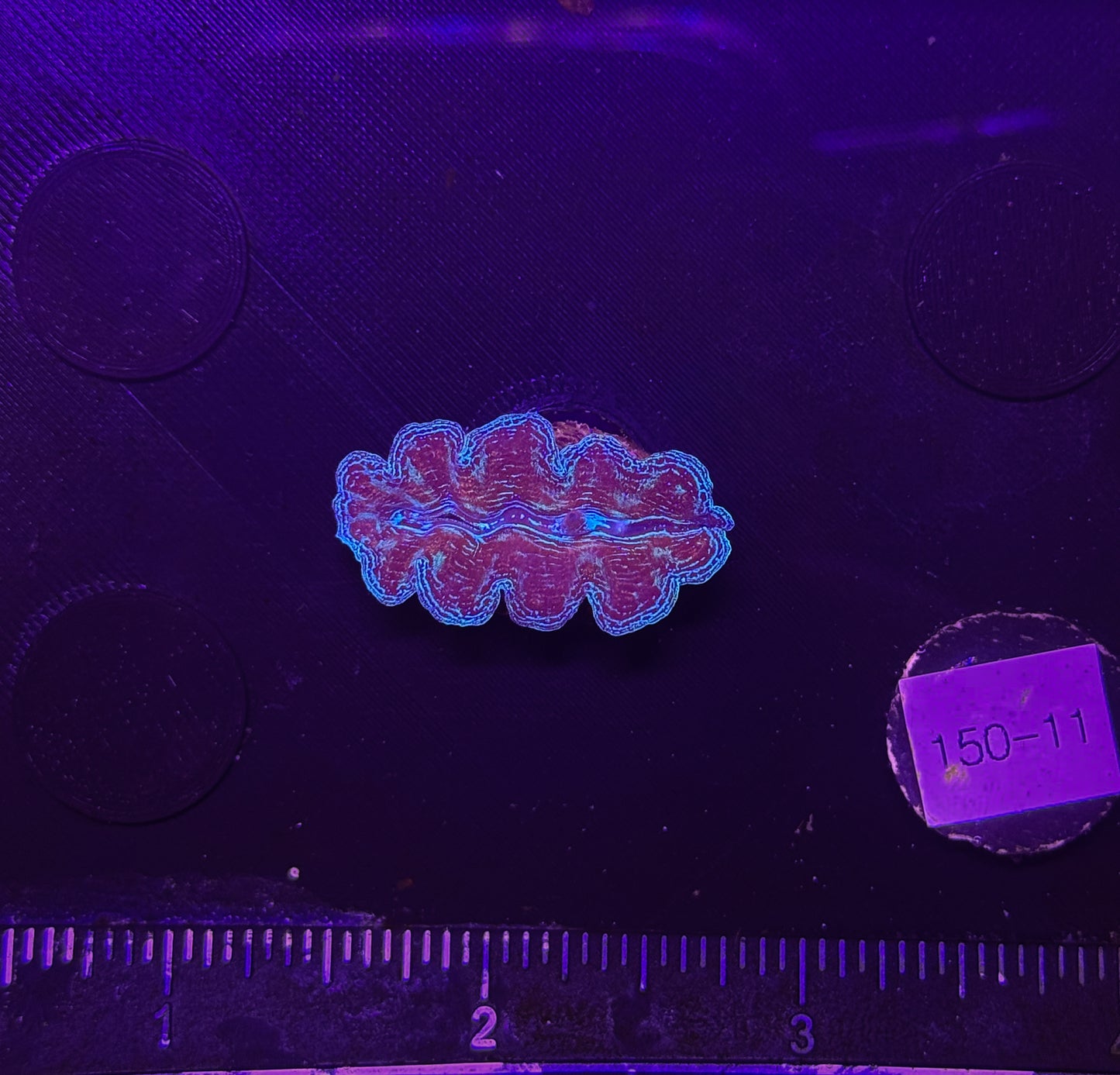 WYSIWYG Blue Tridacna Crocea Clam Live Saltwater Reef Coral
