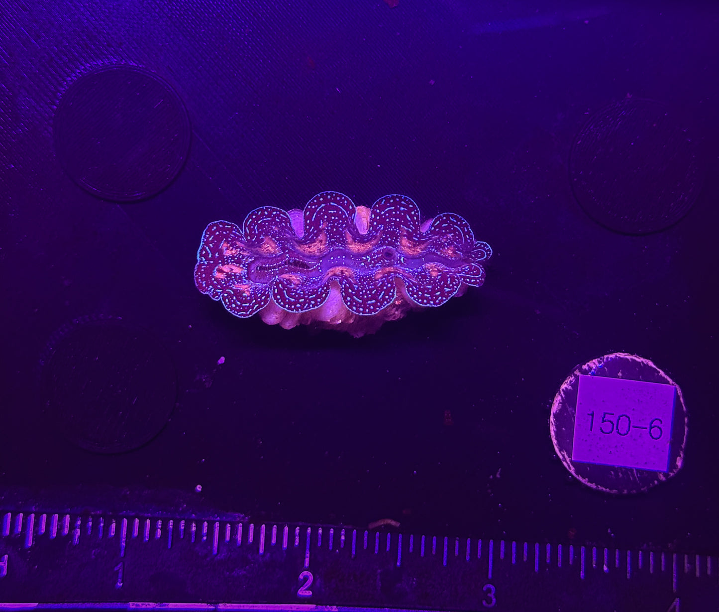 WYSIWYG Blue Tridacna Crocea Clam Live Saltwater Reef Coral