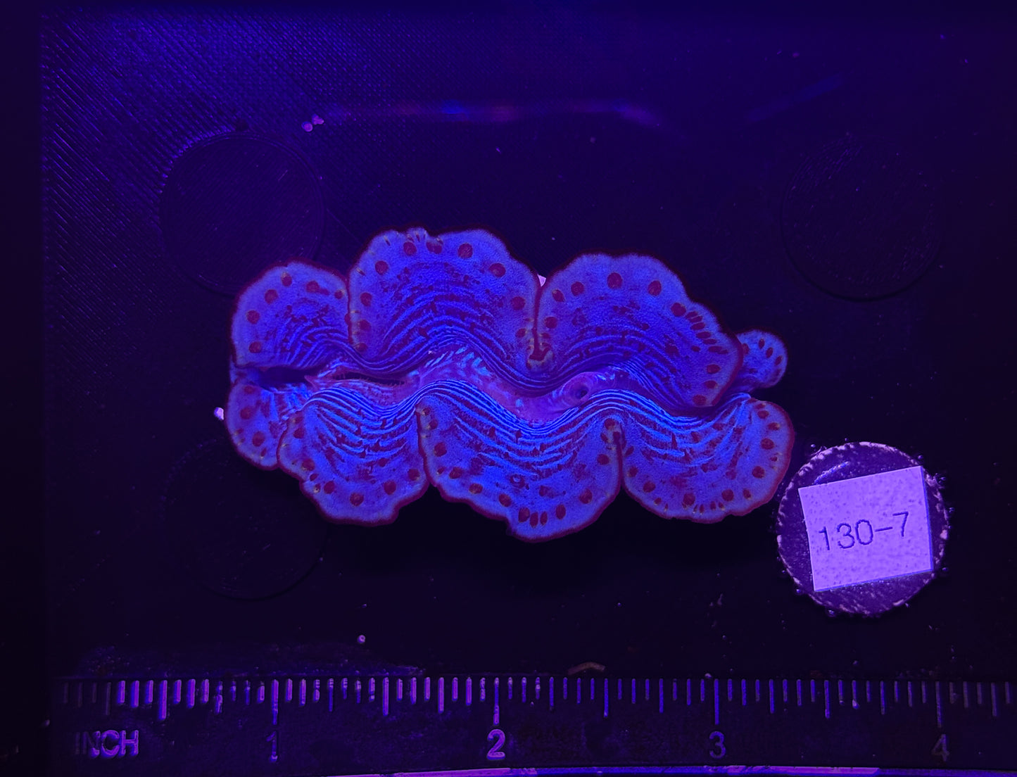 WYSIWYG Blue Tridacna Maxima Clam β Live Saltwater Clam for Reef Tanks