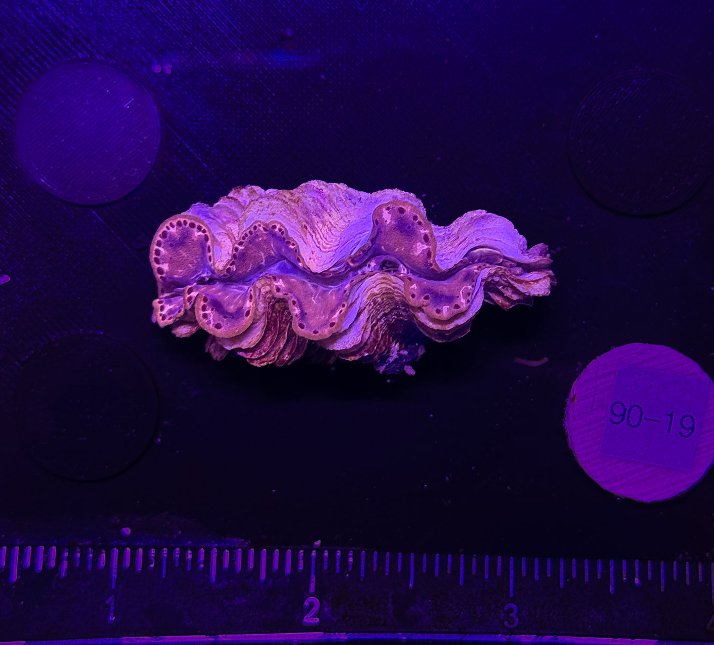 WYSIWYG Gold Tridacna Maxima Clam β Live Saltwater Clam for Reef Tanks