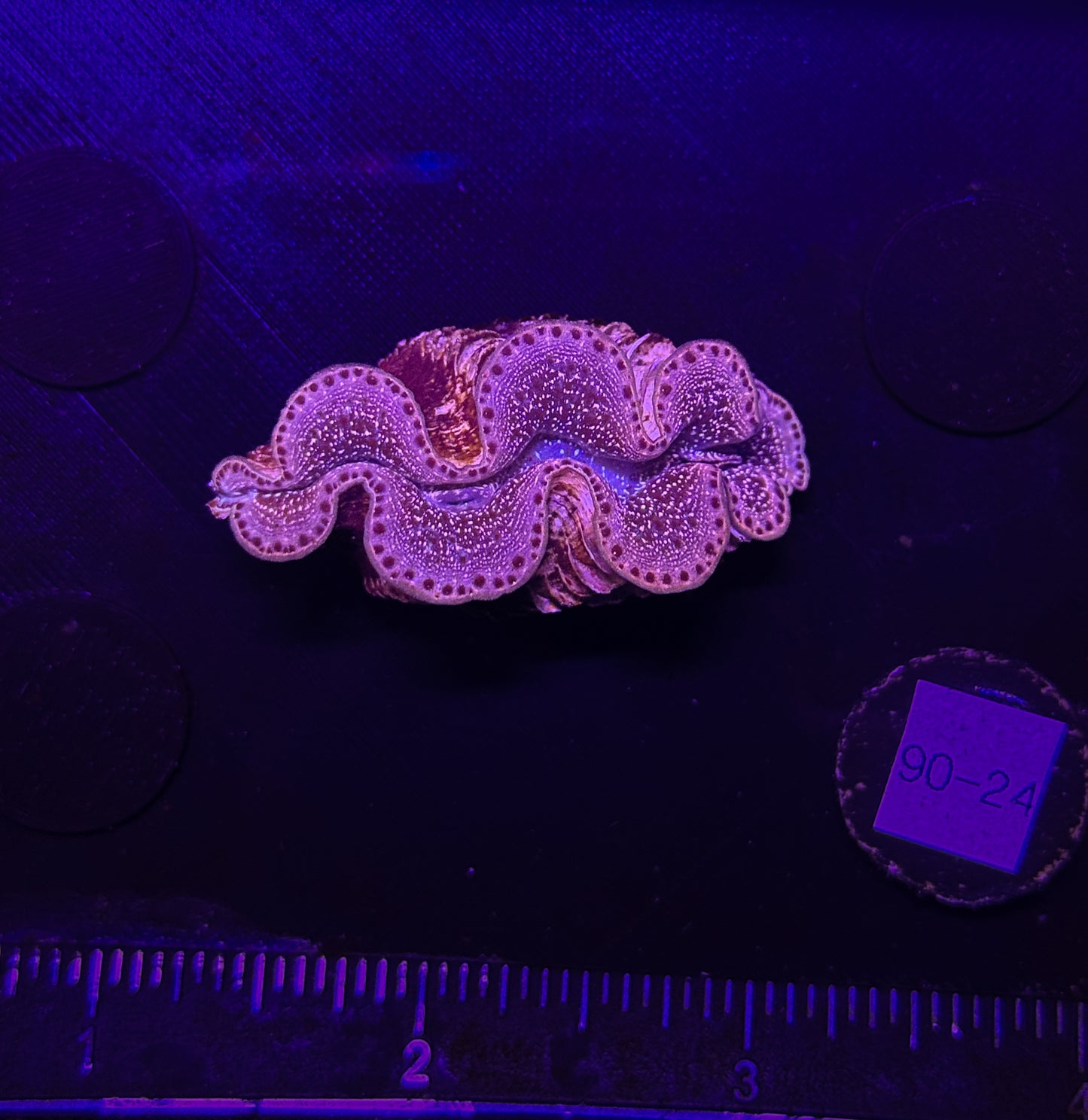 WYSIWYG Gold Tridacna Maxima Clam β Live Saltwater Clam for Reef Tanks