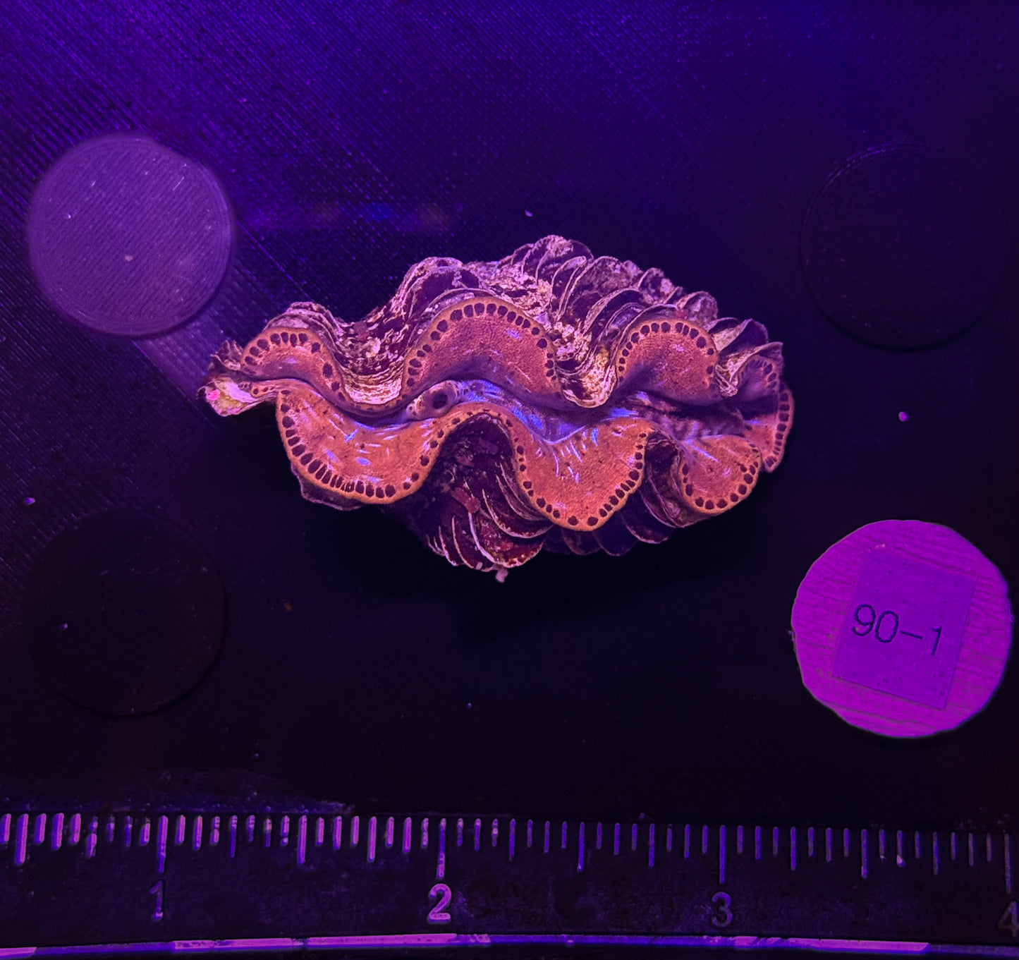 WYSIWYG Gold Tridacna Maxima Clam β Live Saltwater Clam for Reef Tanks
