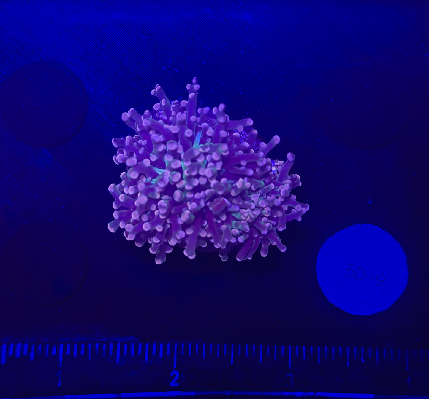 WYSIWYG Purple Frogspawn Live LPS Frag Coral Saltwater Reef Aquarium