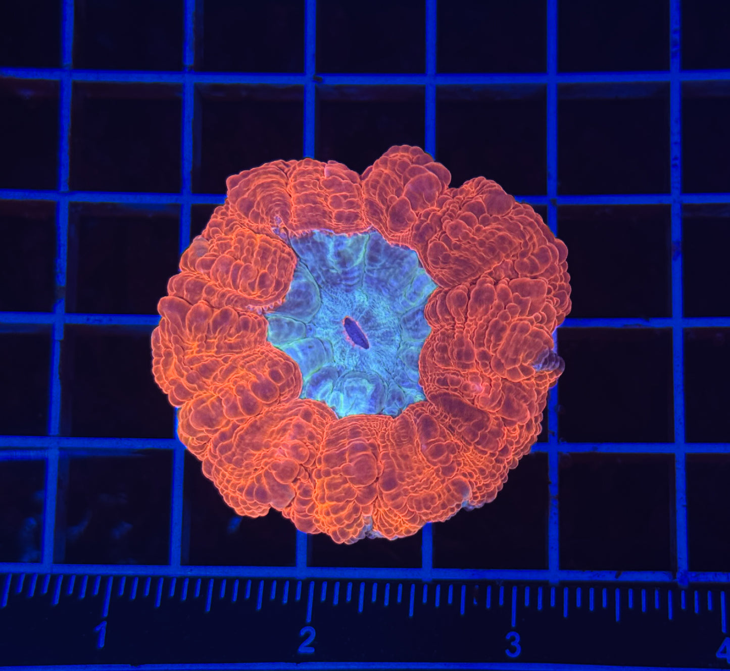 WYSIWYG Bicolor Acanthophyllia Meat Coral Live LPS Reef Aquarium Showpiece