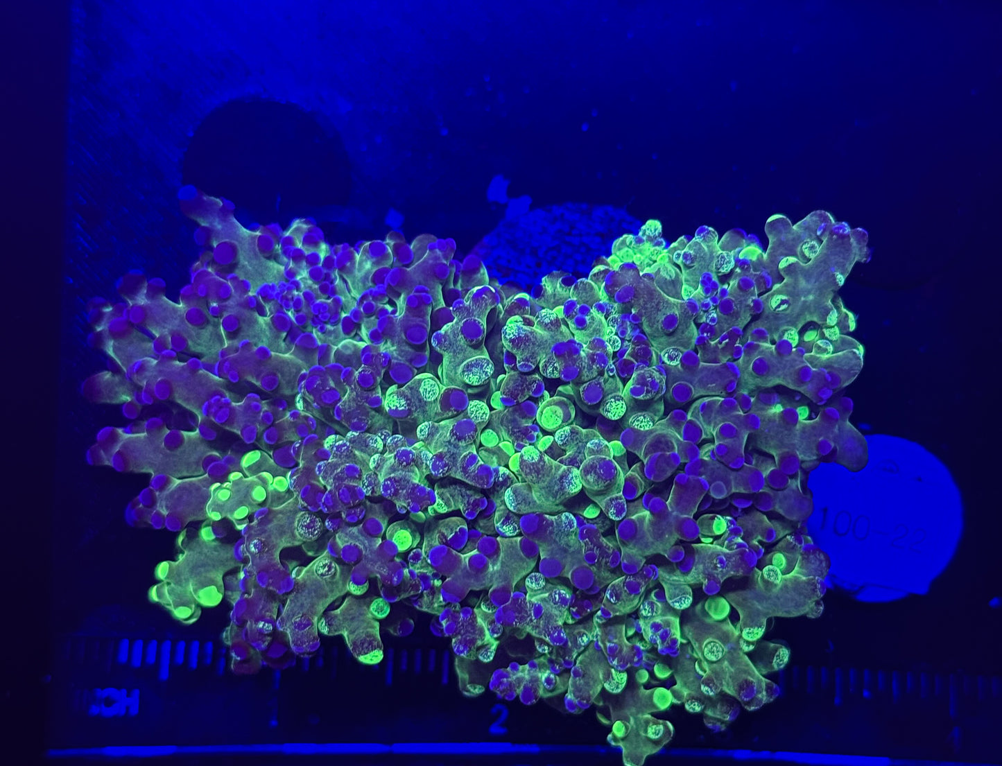 WYSIWYG Grafted Frogspawn Live LPS Frag Coral Saltwater Reef Aquarium