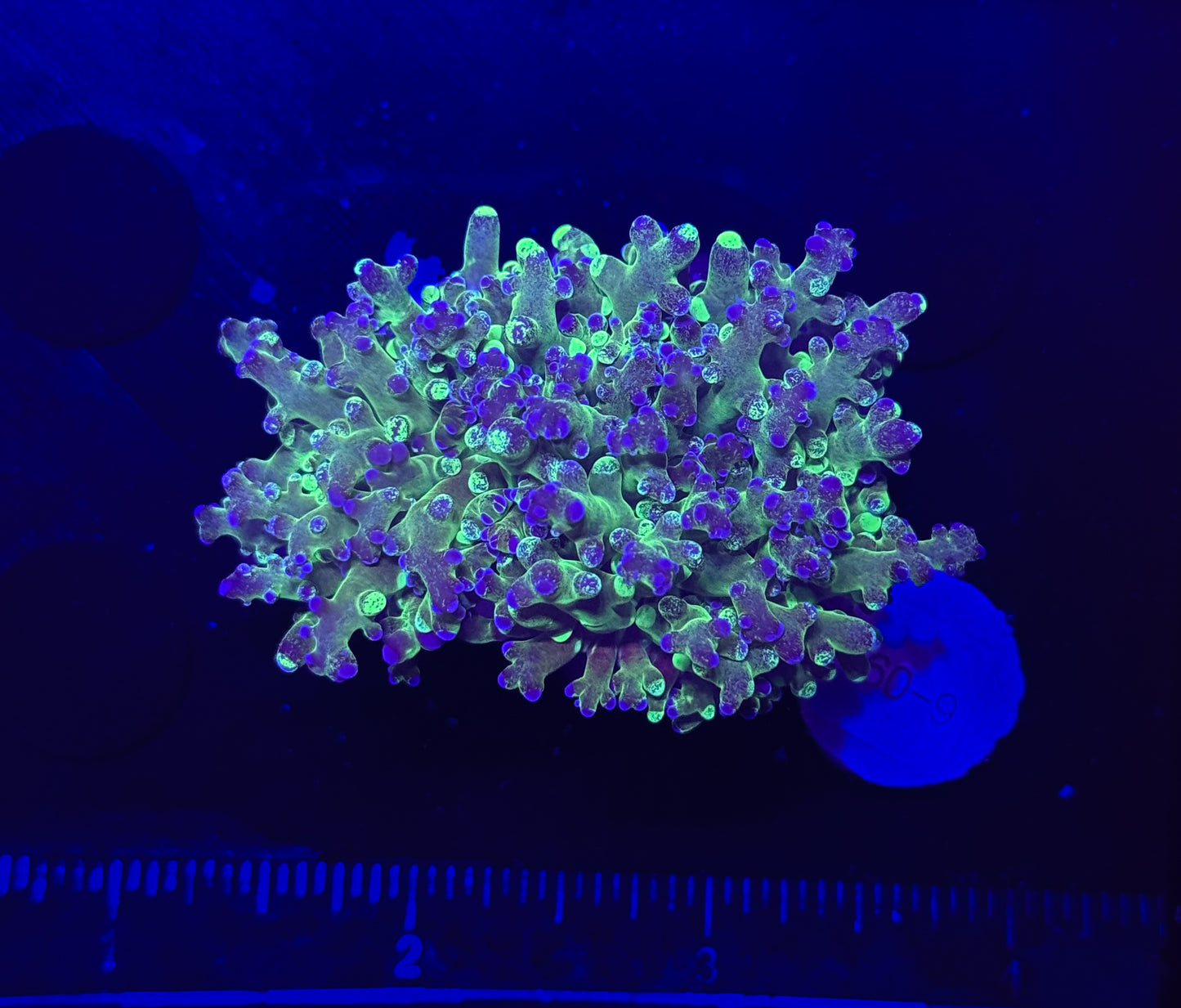 WYSIWYG Grafted Frogspawn Live LPS Frag Coral Saltwater Reef Aquarium