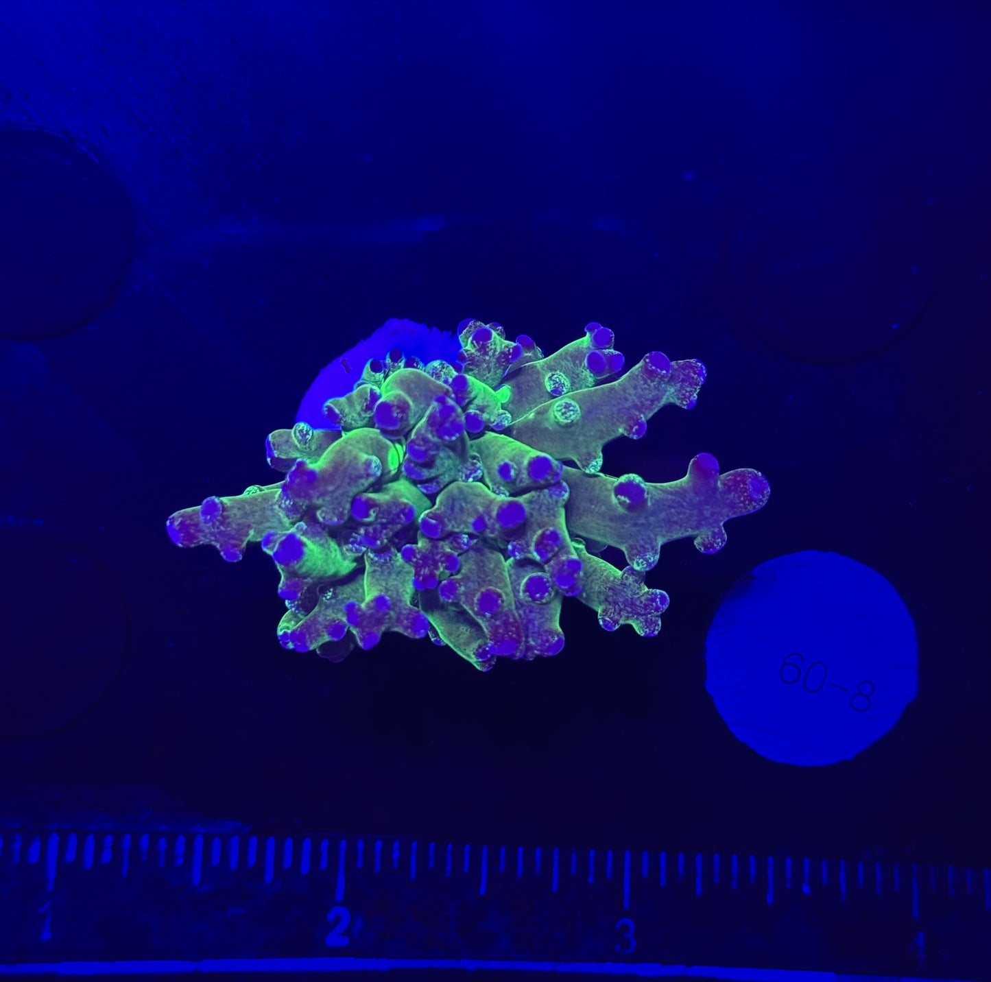 WYSIWYG Grafted Frogspawn Live LPS Frag Coral Saltwater Reef Aquarium
