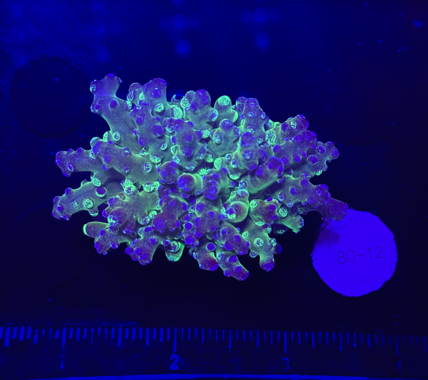 WYSIWYG Grafted Frogspawn Live LPS Frag Coral Saltwater Reef Aquarium