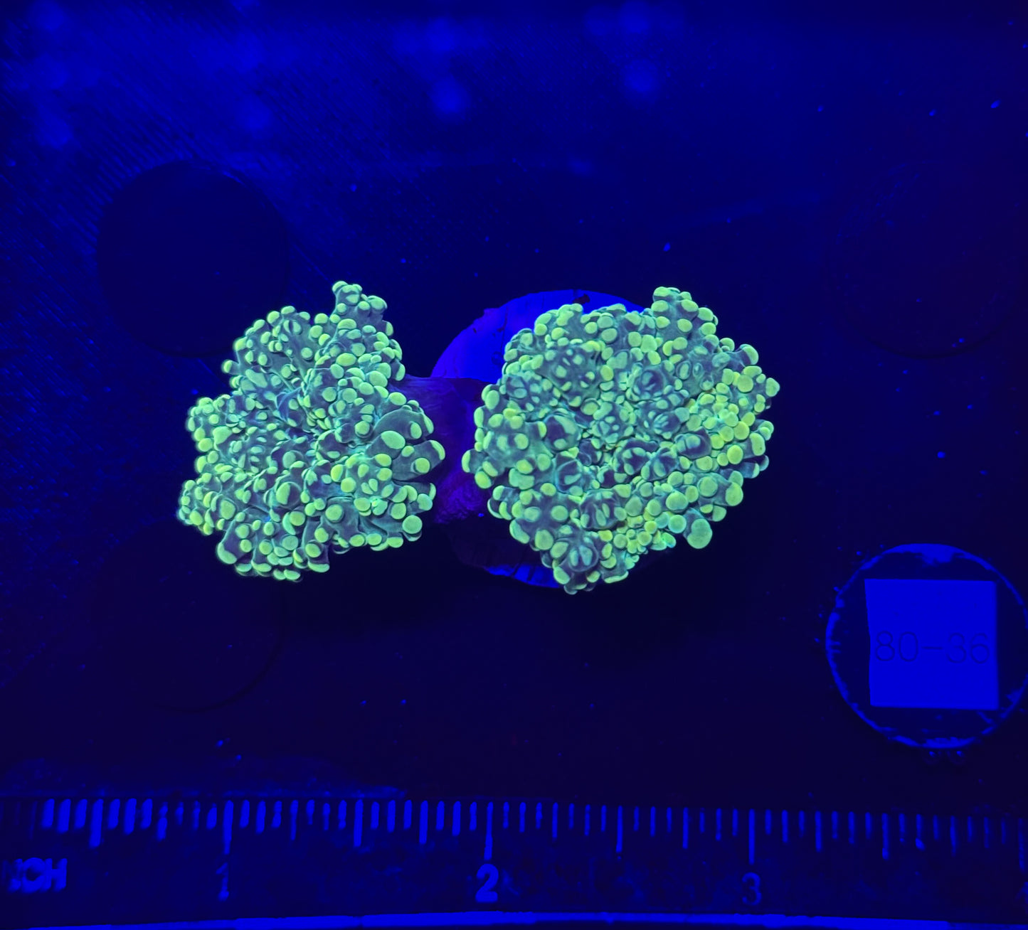 WYSIWYG Neon Green Frogspawn Live LPS Frag Coral Saltwater Reef Aquarium
