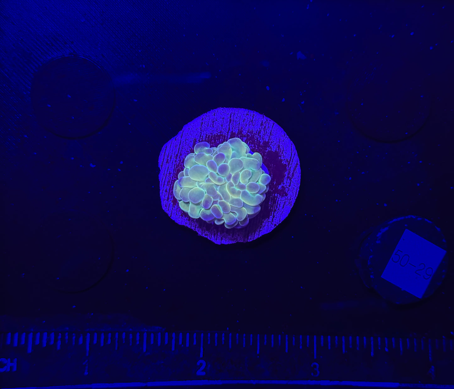 WYSIWYG Hologram Branching Hammer