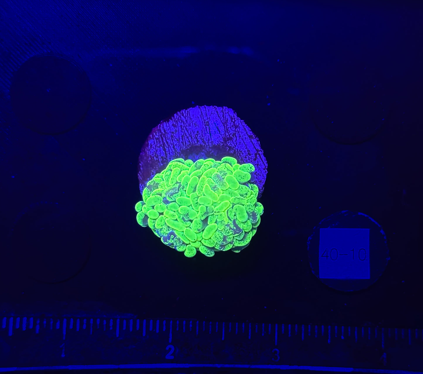 WYSIWYG Splatter Hammer Branching 1 Head