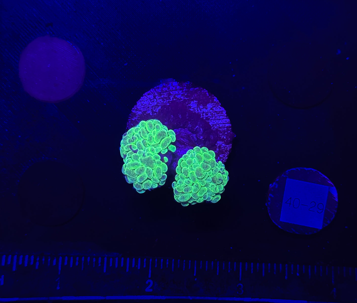 WYSIWYG Splatter Hammer Branching 1 Head