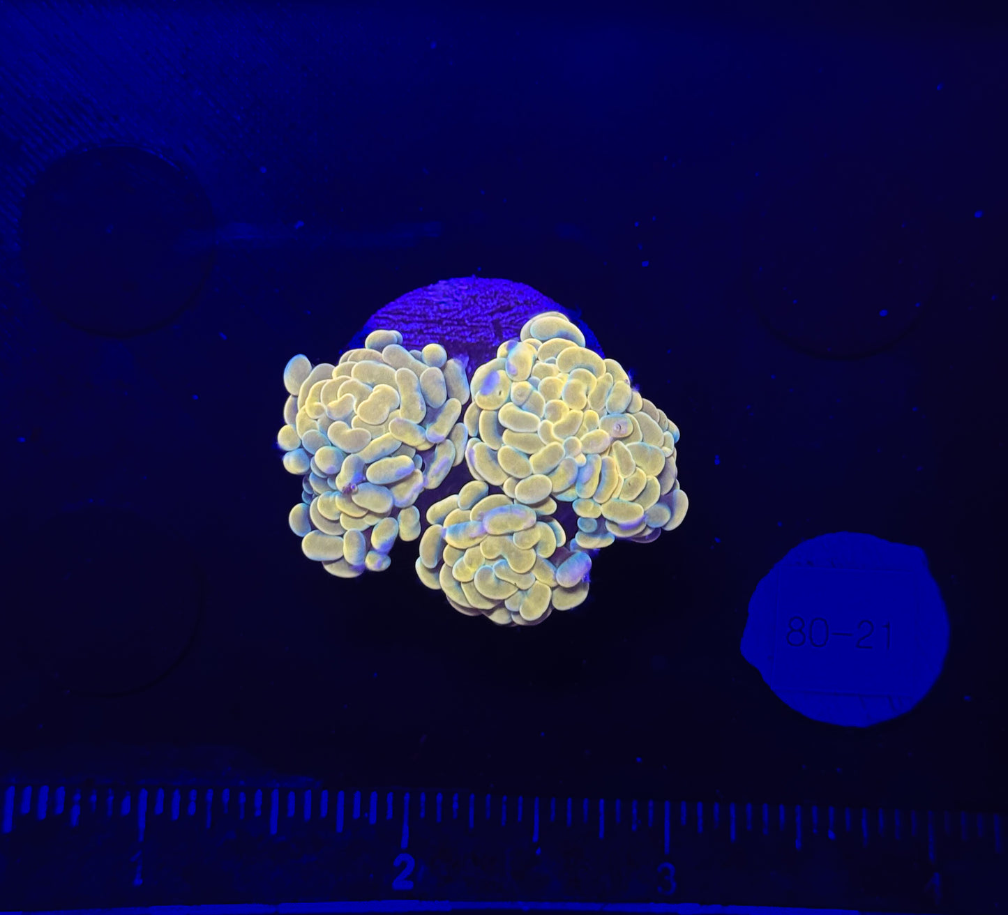 WYSIWYG Gold Branching Hammer Coral – Live LPS Euphyllia for Reef Tank