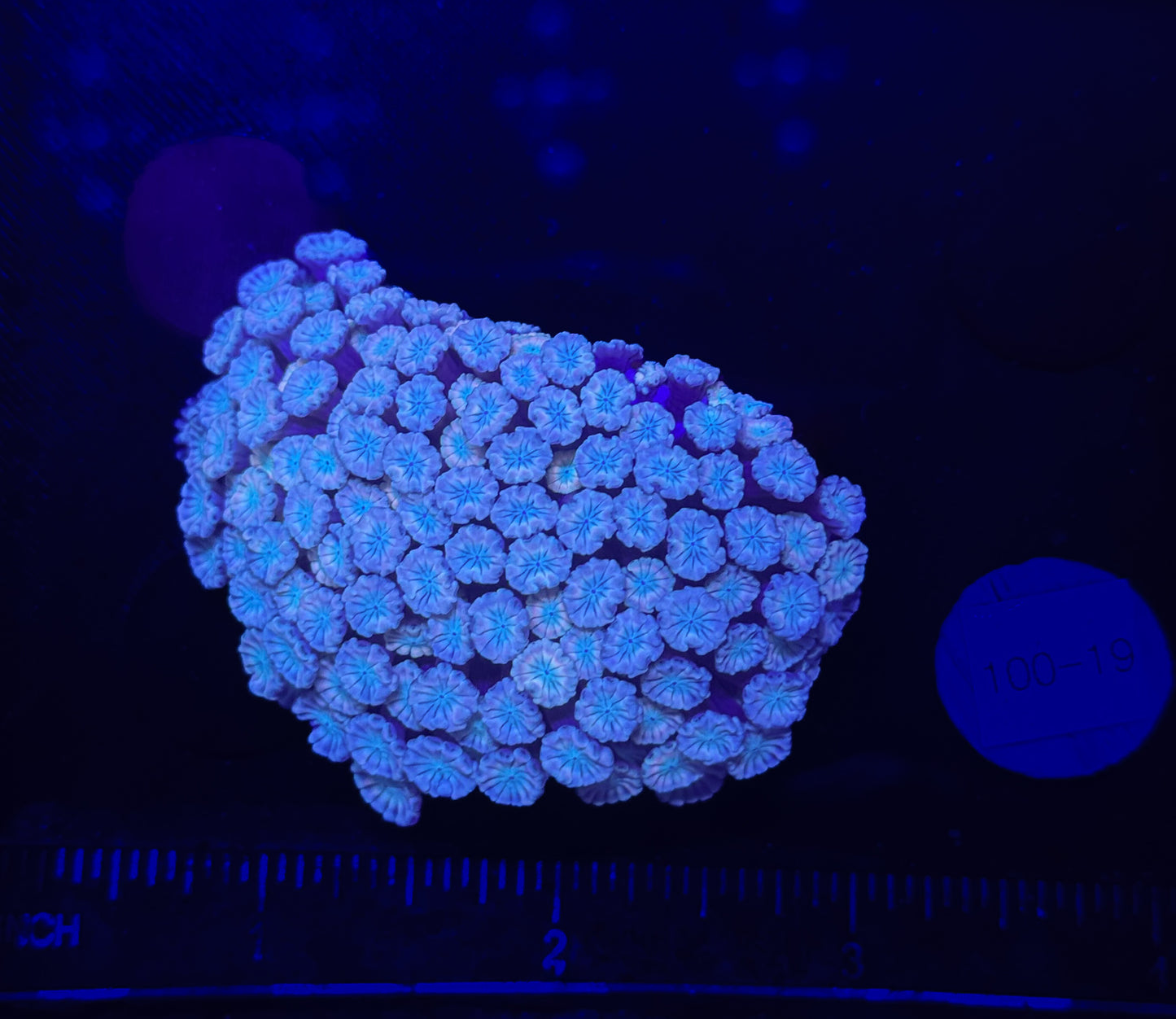 WYSIWYG Pink Alveopora Frag Live Coral β LPS for Saltwater Reef Aquarium