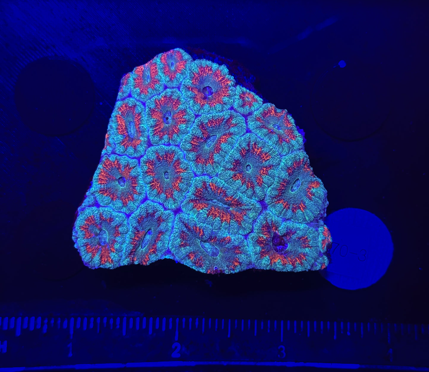 WYSIWYG Red and Blue Acan Lord Live Coral Frag Bright LPS for Reef Aquarium