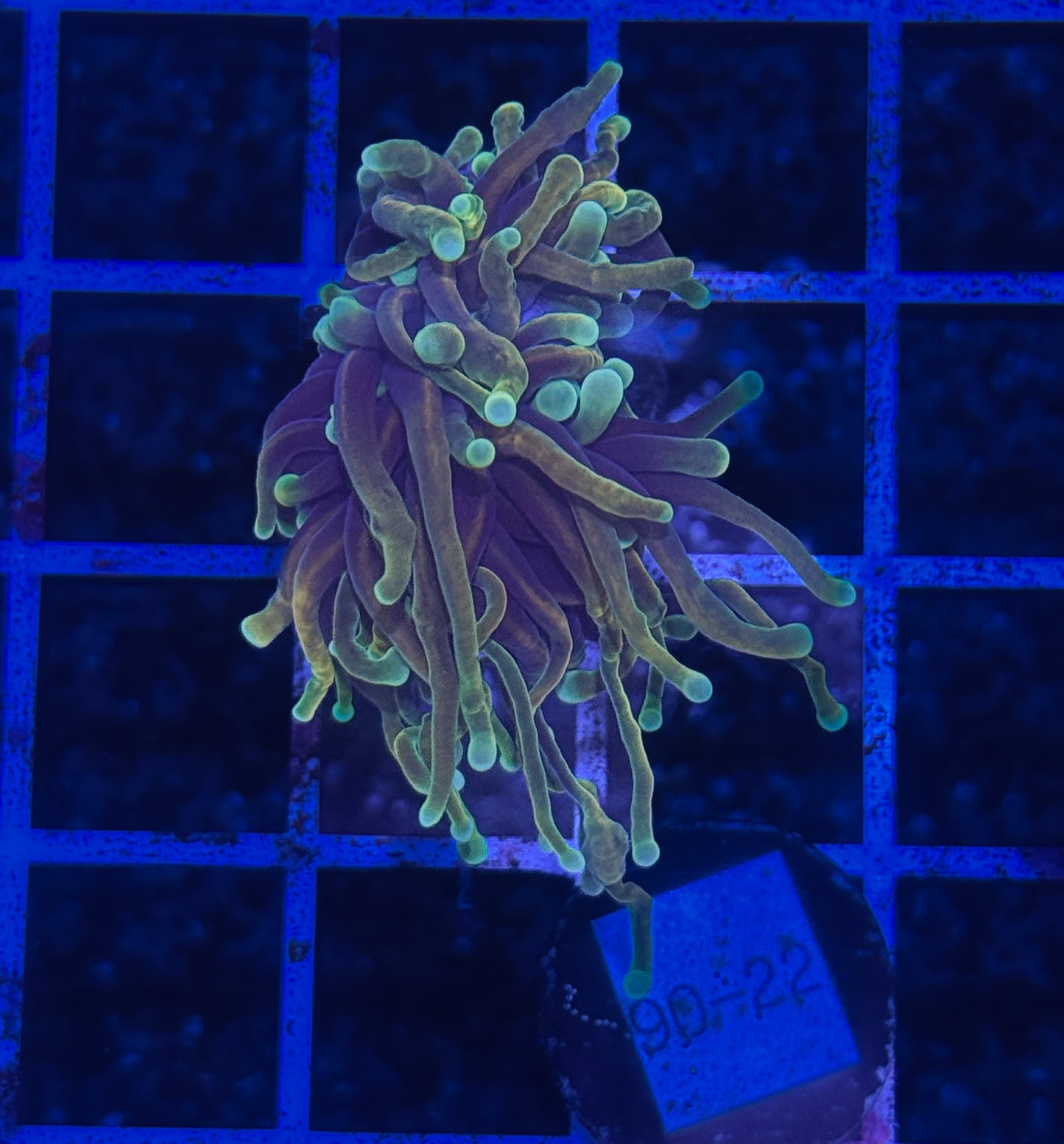 WYSIWYG Dragon Soul Torch Live Coral โ Frag Euphyllia LPS for Reef Aquarium