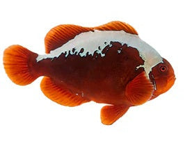 Mohawk Maroon Clownfish Live Saltwater Fish – Bold Designer Captive-Bred Reef Safe