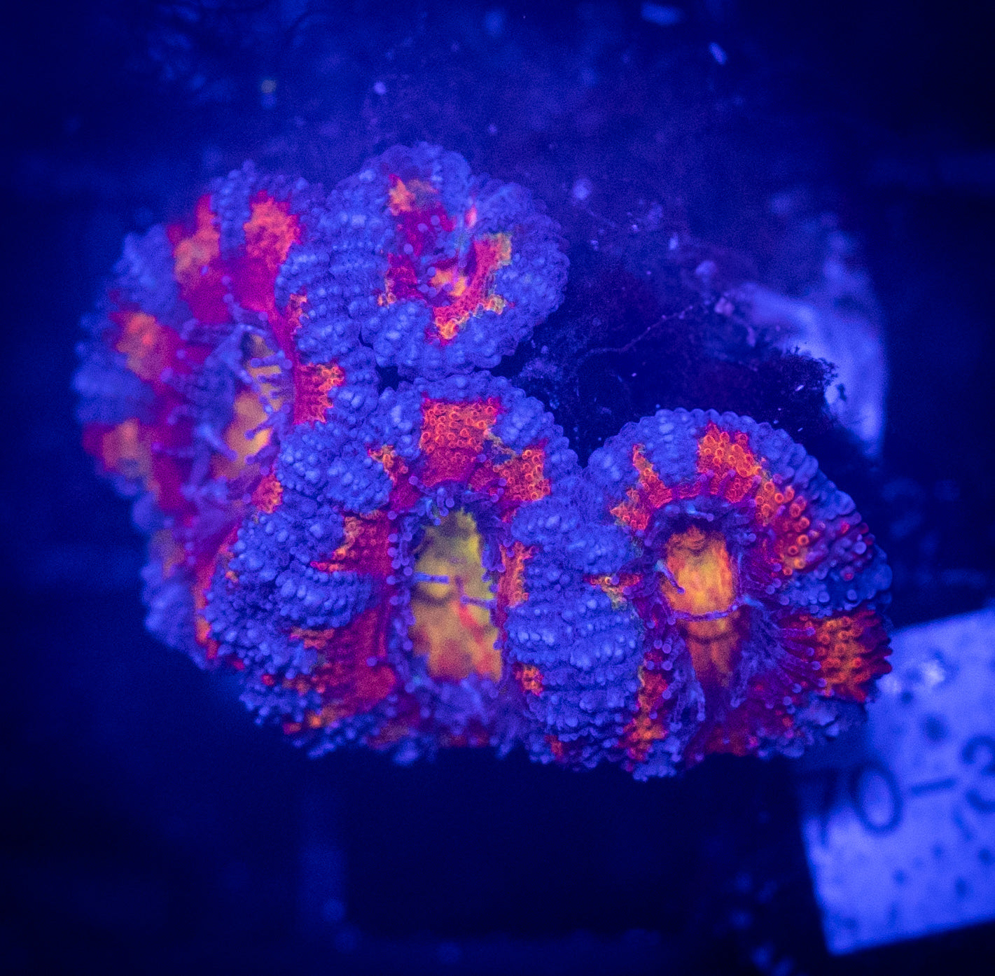 WYSIWYG Rainbow Acan Lord Live Coral Frag Vibrant LPS for Reef Aquarium