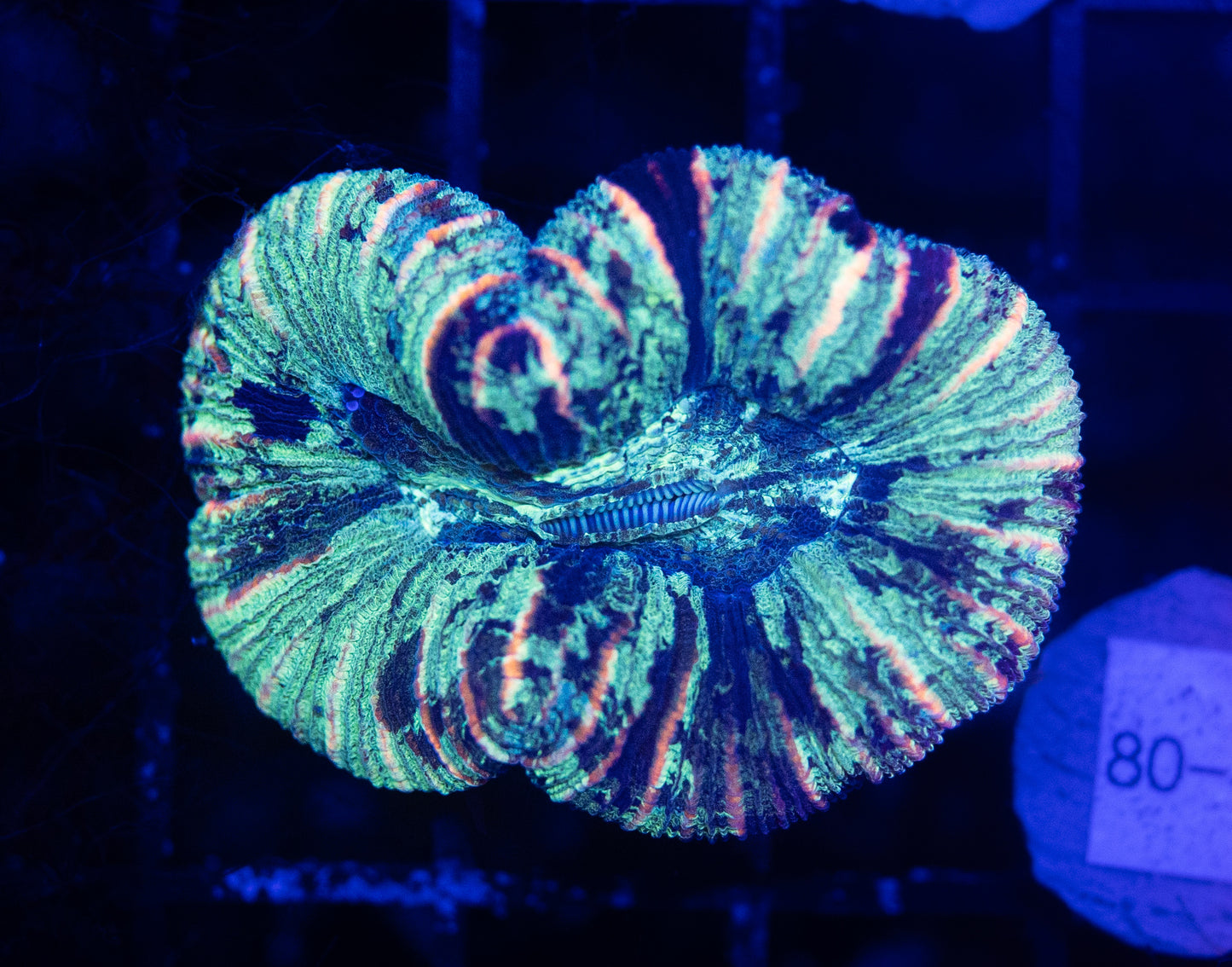 WYSIWYG Rainbow Wellsophyllia Small