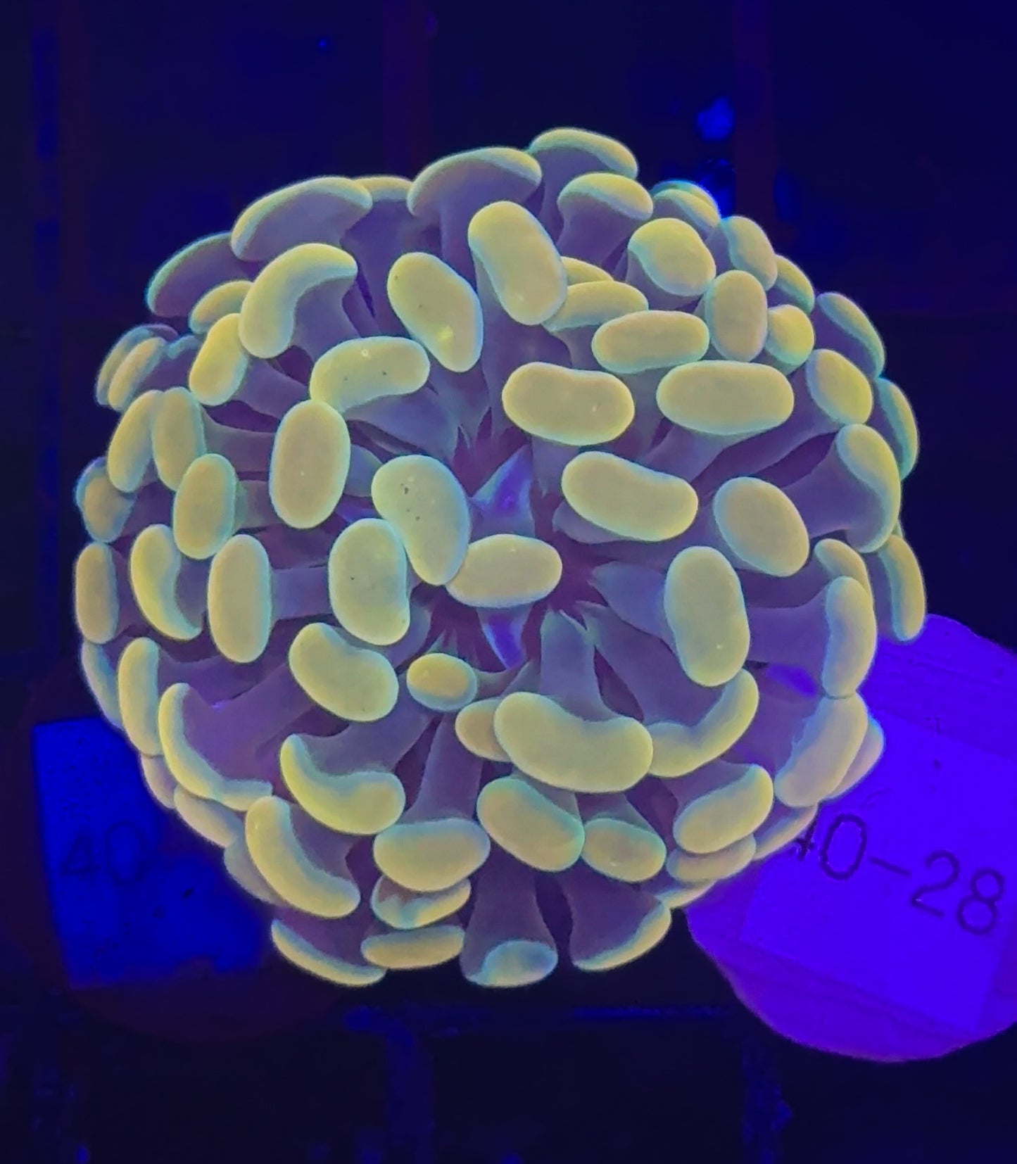 WYSIWYG Gold Branching Hammer Coral – Live LPS Euphyllia for Reef Tank