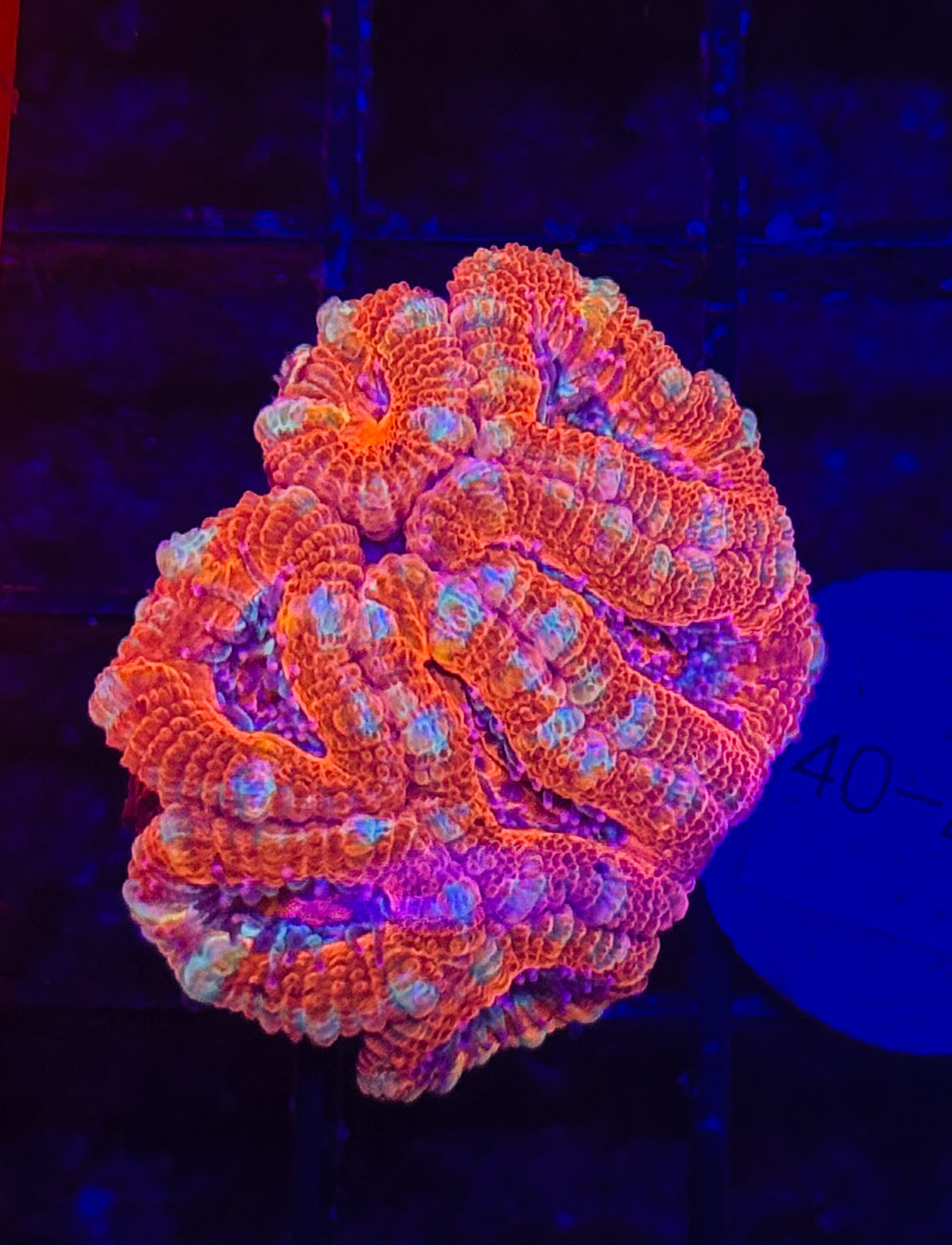 WYSIWYG Red Acan Lord Live Coral Frag SPS LPS for Reef Aquarium Tank